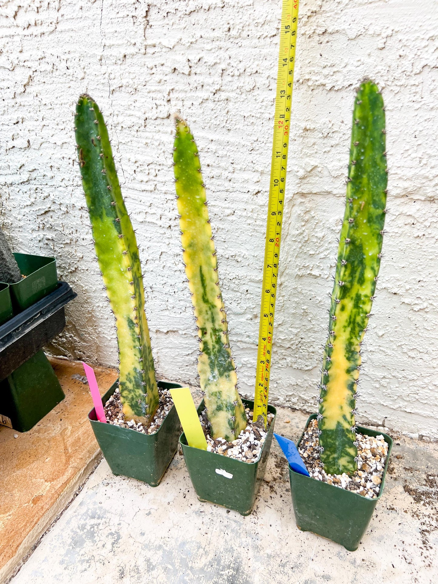 Harrisia Jusbertii Variegated XL | Rare Succulent