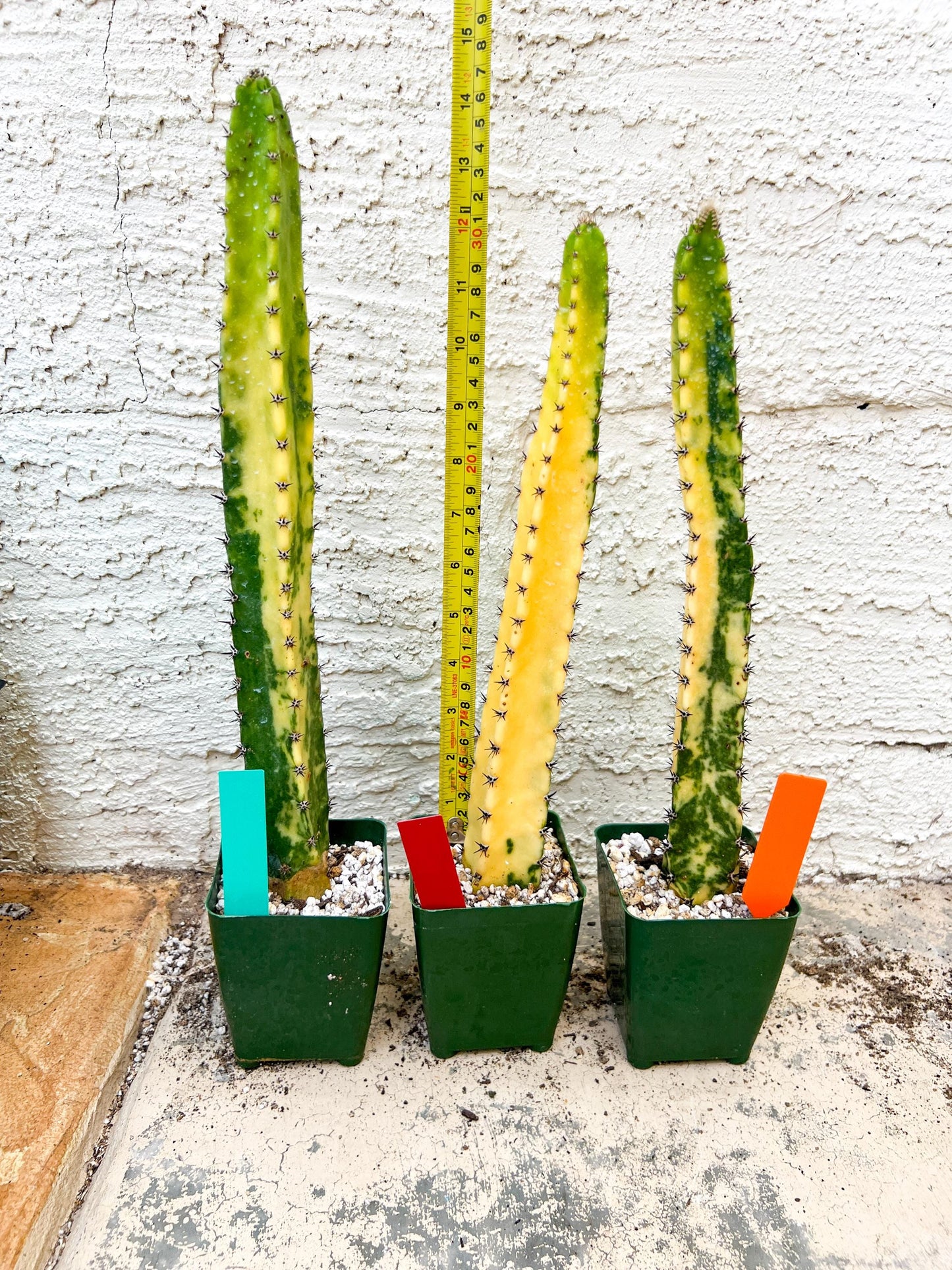 Harrisia Jusbertii Variegated XL | Rare Succulent