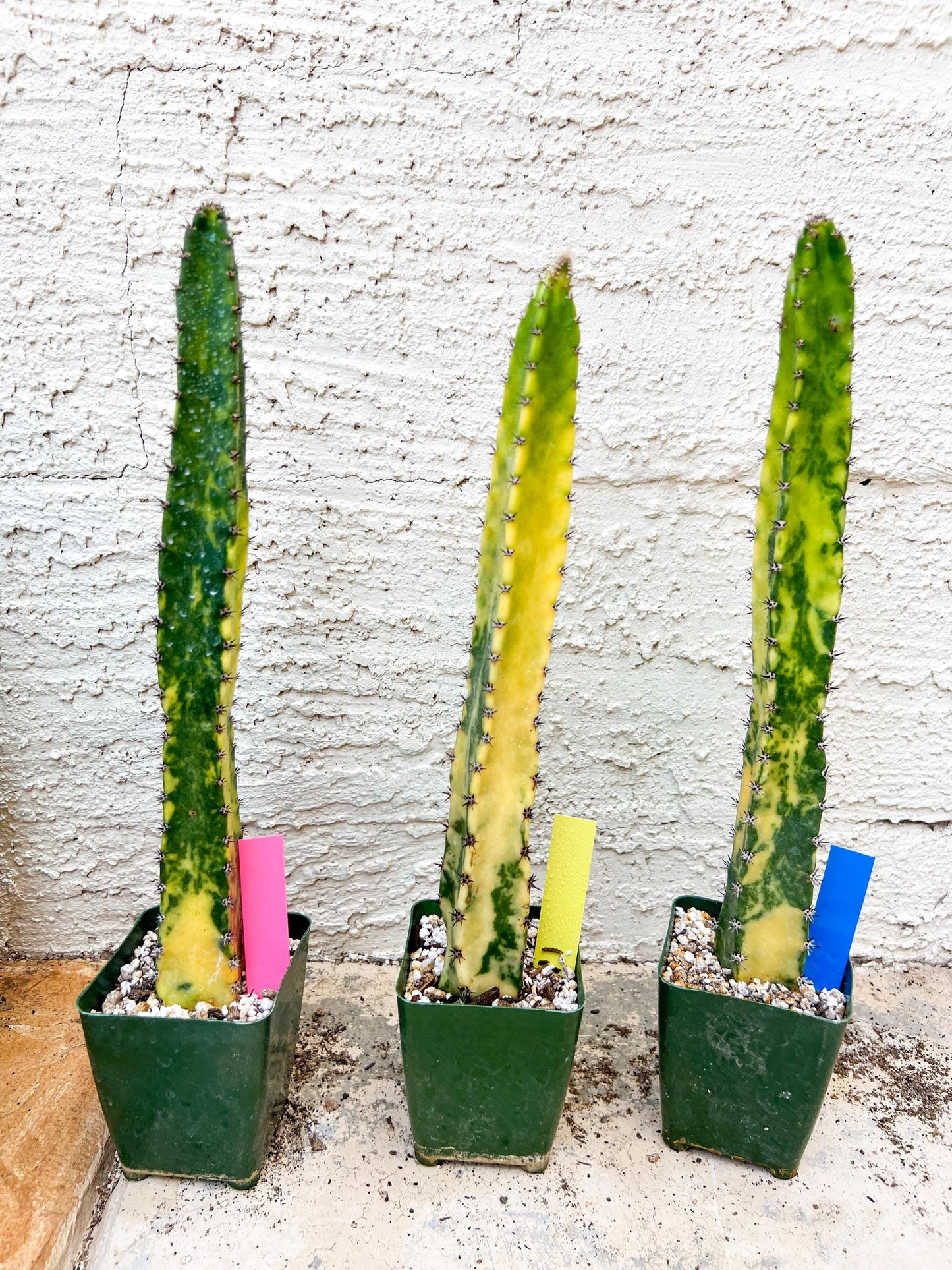 Harrisia Jusbertii Variegated XL | Rare Succulent