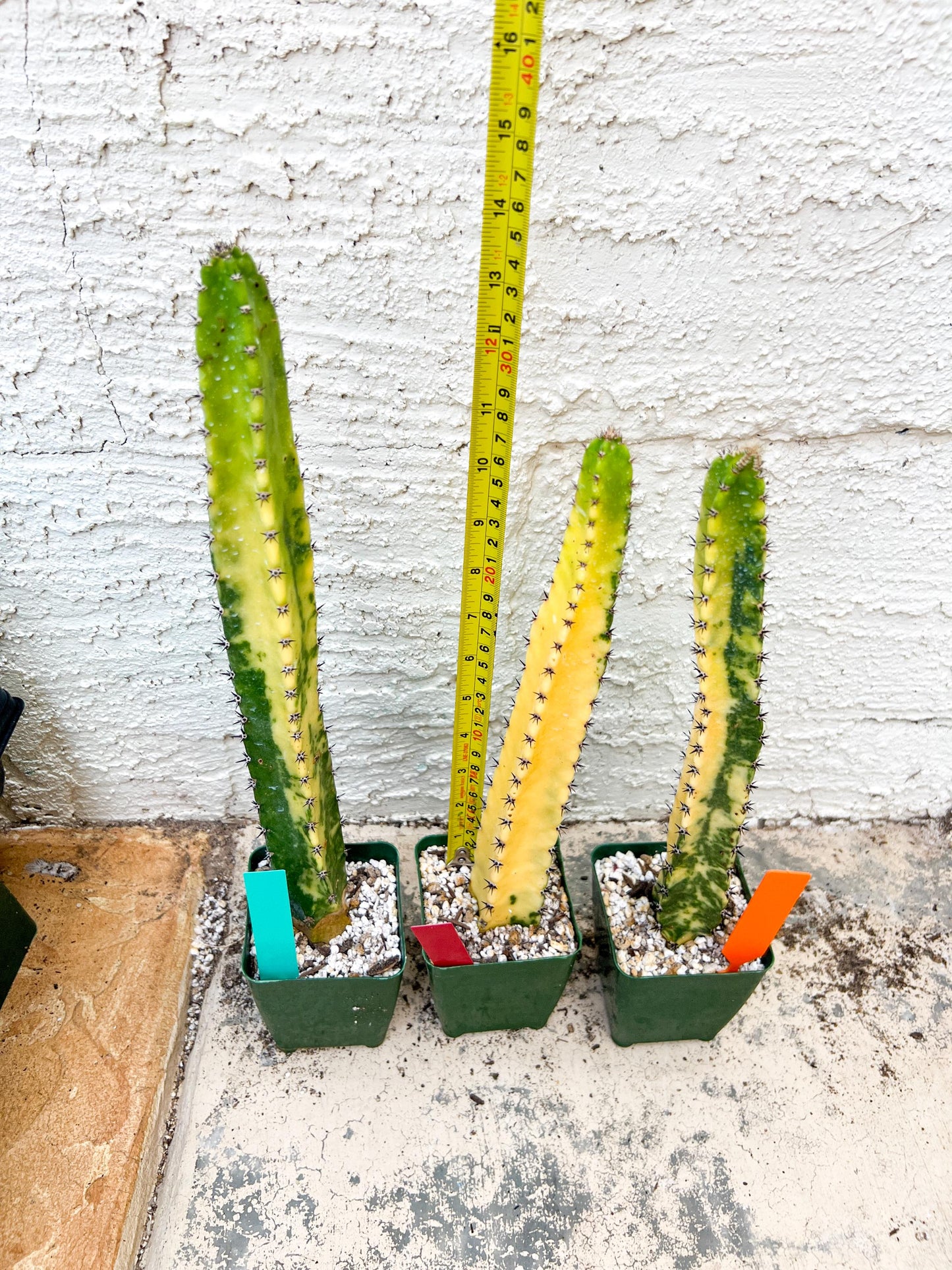 Harrisia Jusbertii Variegated XL | Rare Succulent