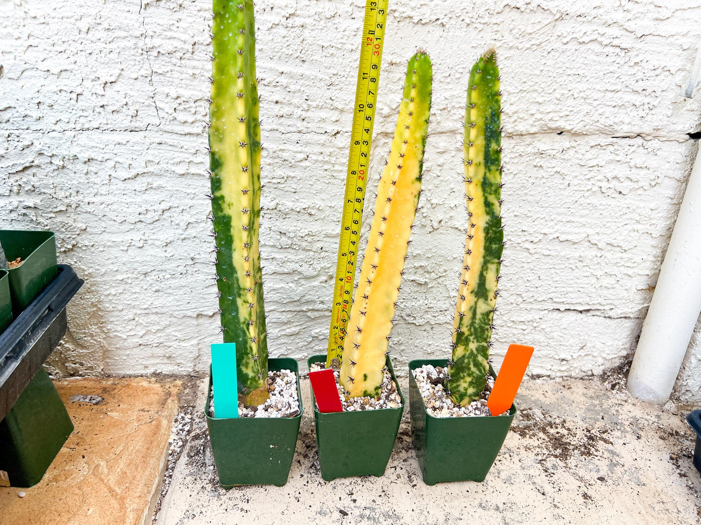 Harrisia Jusbertii Variegated XL | Rare Succulent