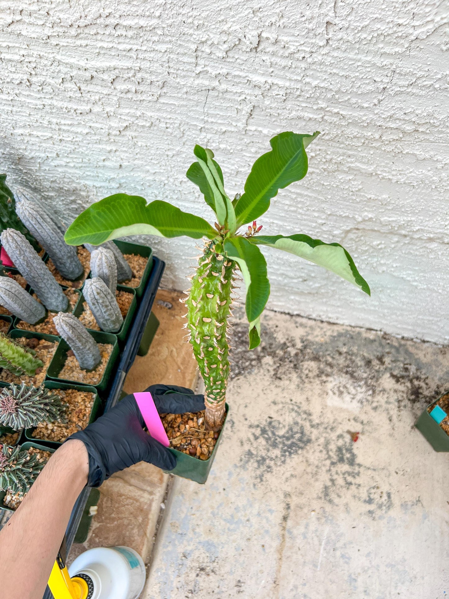 Eupho Viguieri var. Ankarafantsiensis (P-G) | Imported plants