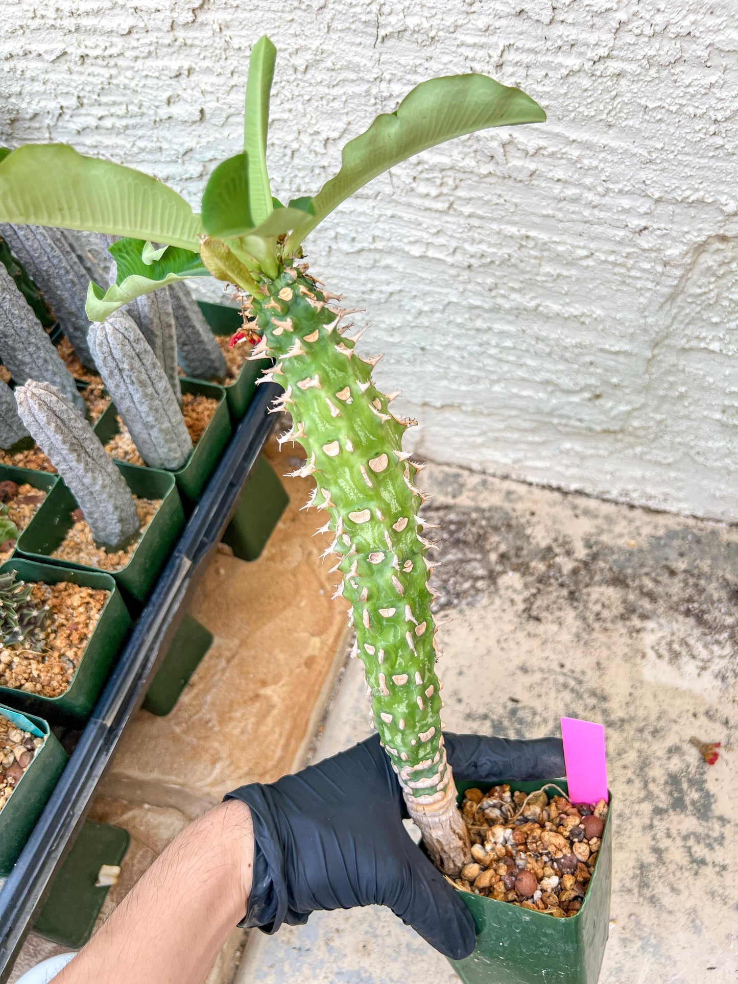 Eupho Viguieri var. Ankarafantsiensis (P-G) | Imported plants