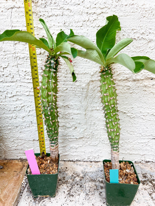 Eupho Viguieri var. Ankarafantsiensis (P-G) | Imported plants