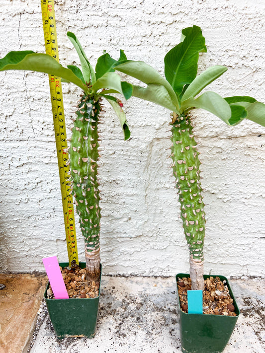 Eupho Viguieri var. Ankarafantsiensis (Green) | Imported plants