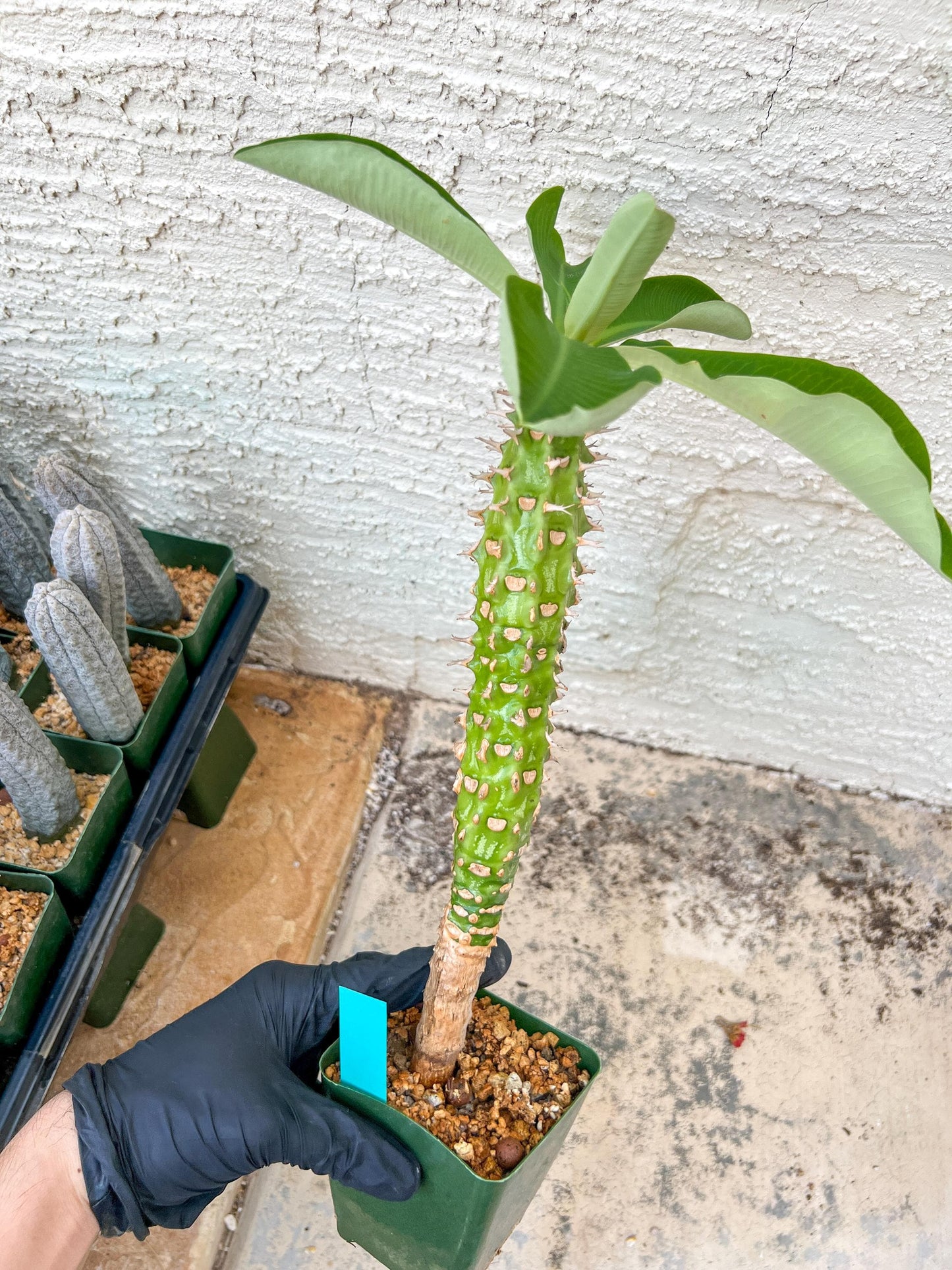 Eupho Viguieri var. Ankarafantsiensis (P-G) | Imported plants
