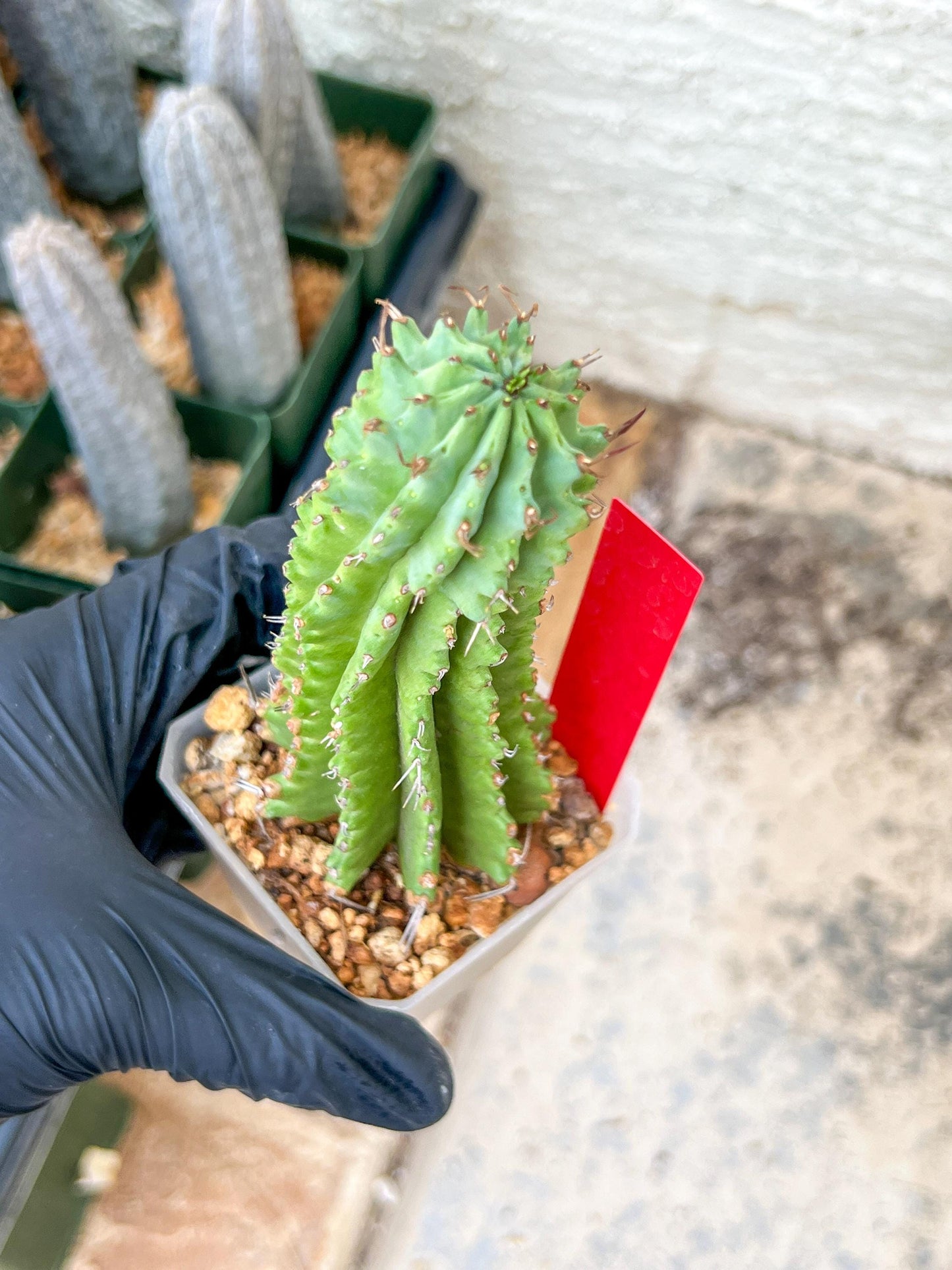Euphorb Fruticosa Inermis | Rare Succulent