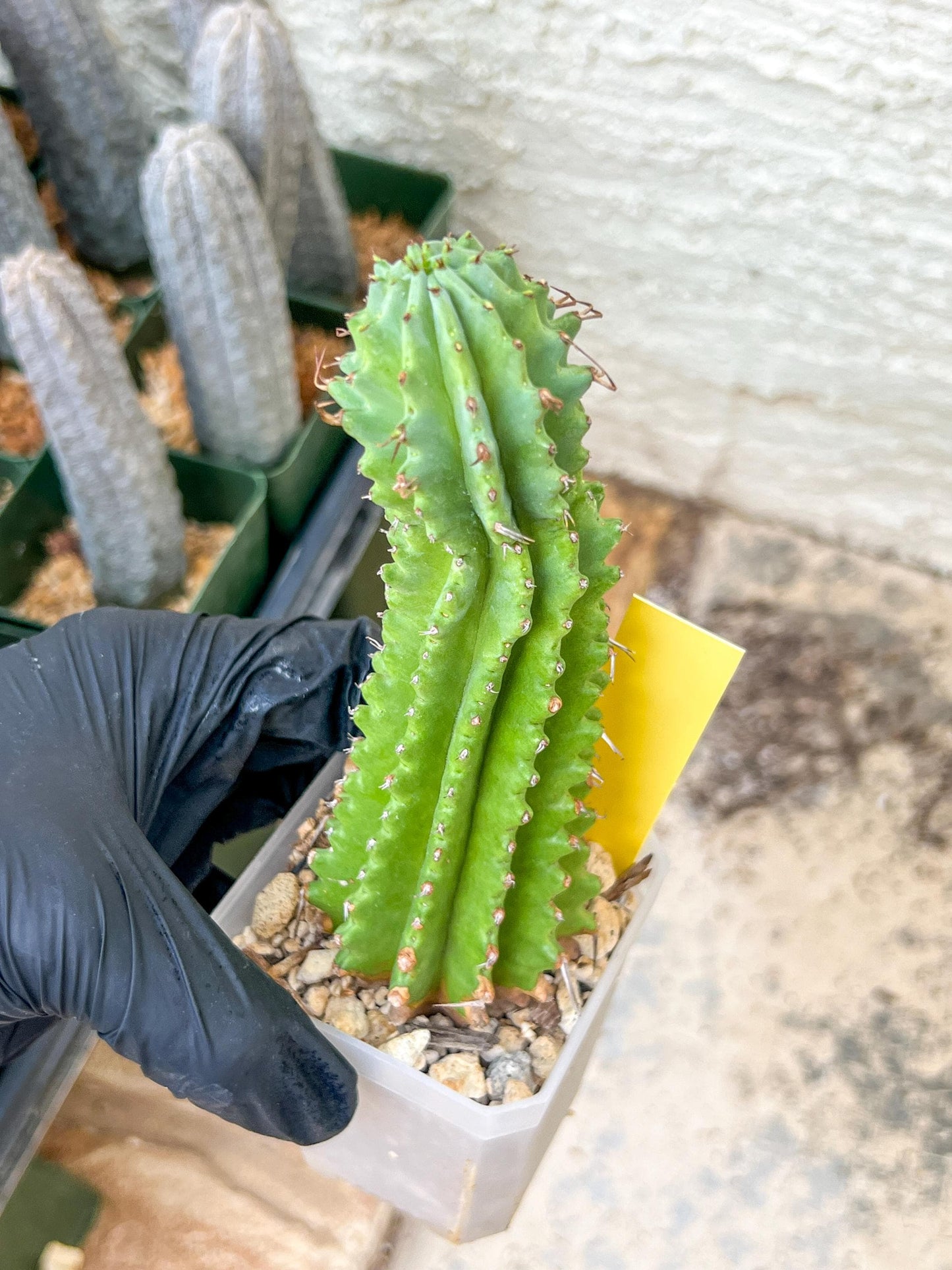 Euphorb Fruticosa Inermis | Rare Succulent