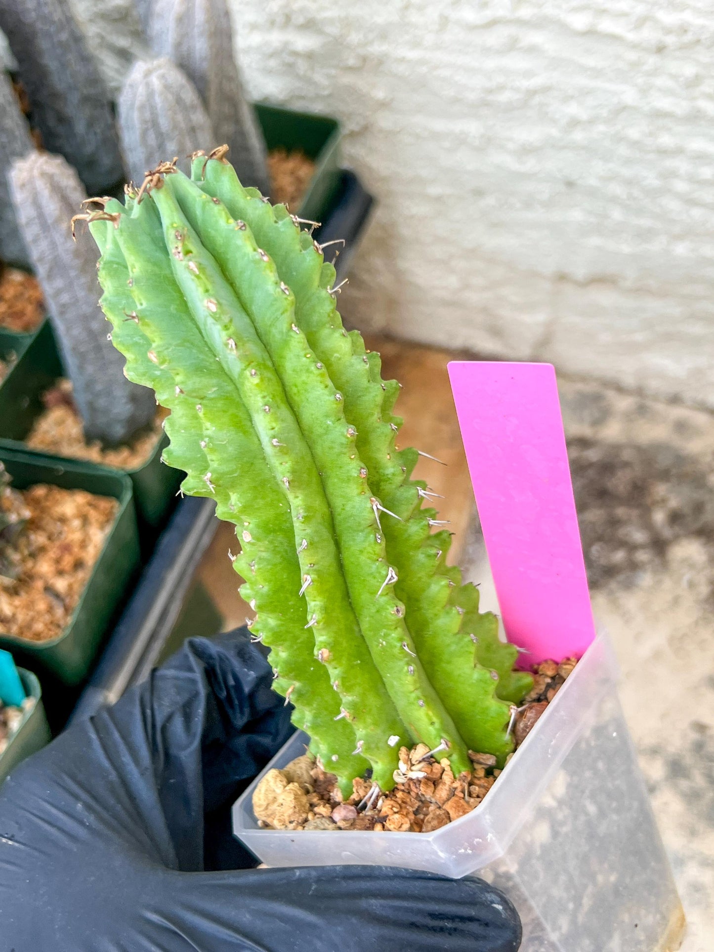 Euphorb Fruticosa Inermis | Rare Succulent