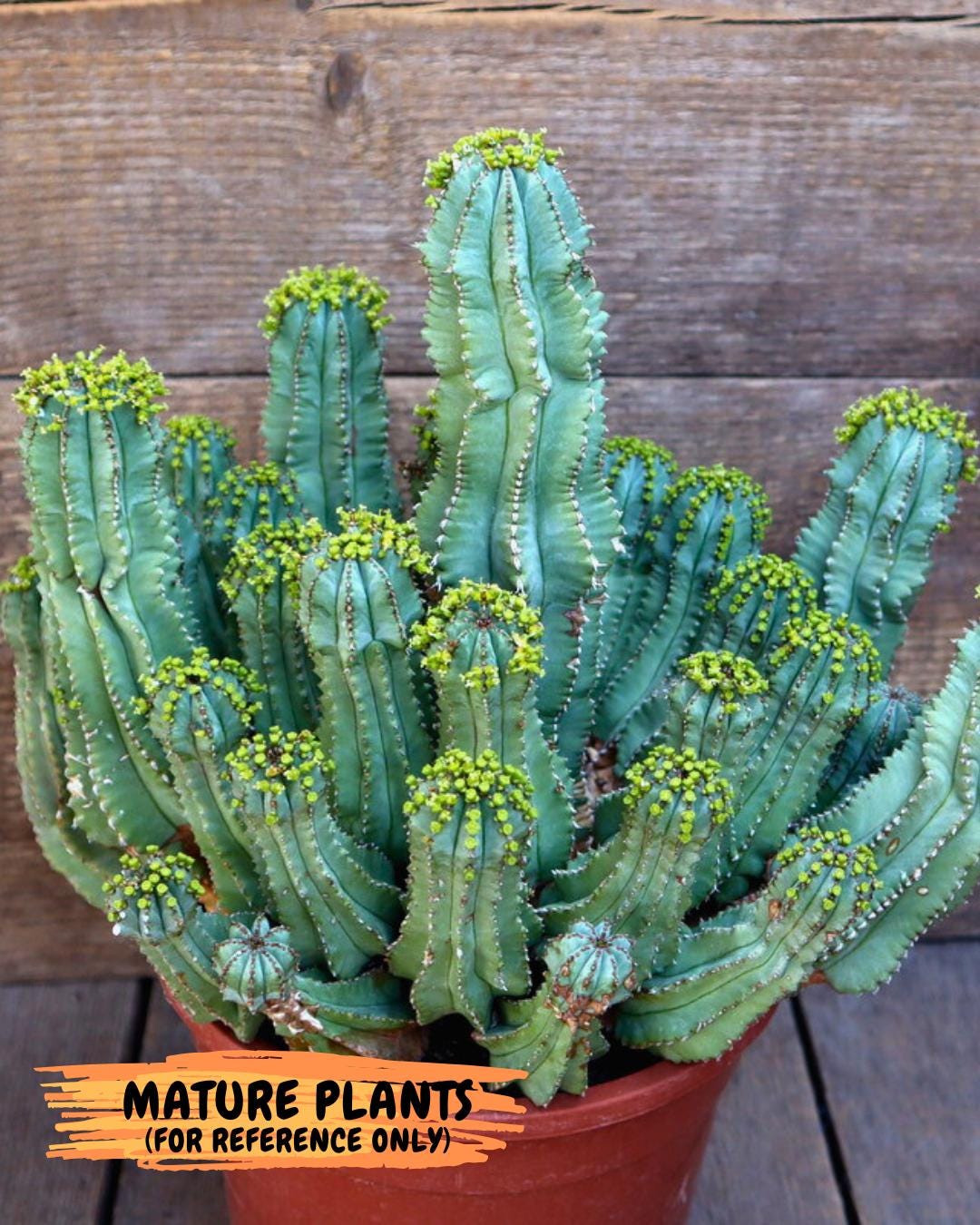 Euphorb Fruticosa Inermis (RED) | Rare Succulent