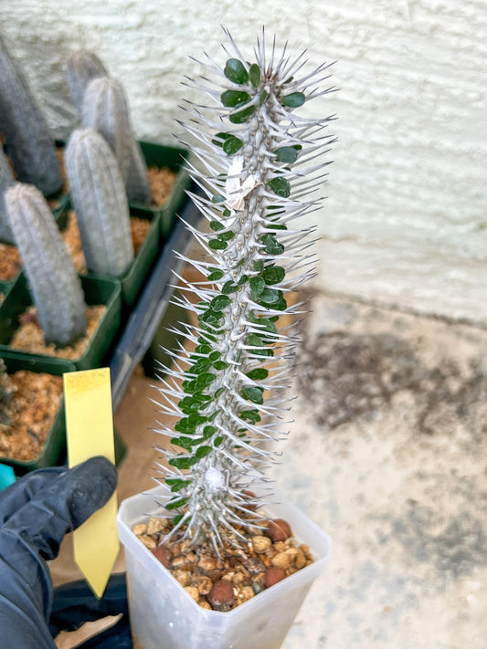 Rare Procera Plant | Madagascar ocotillo | Rare Imported