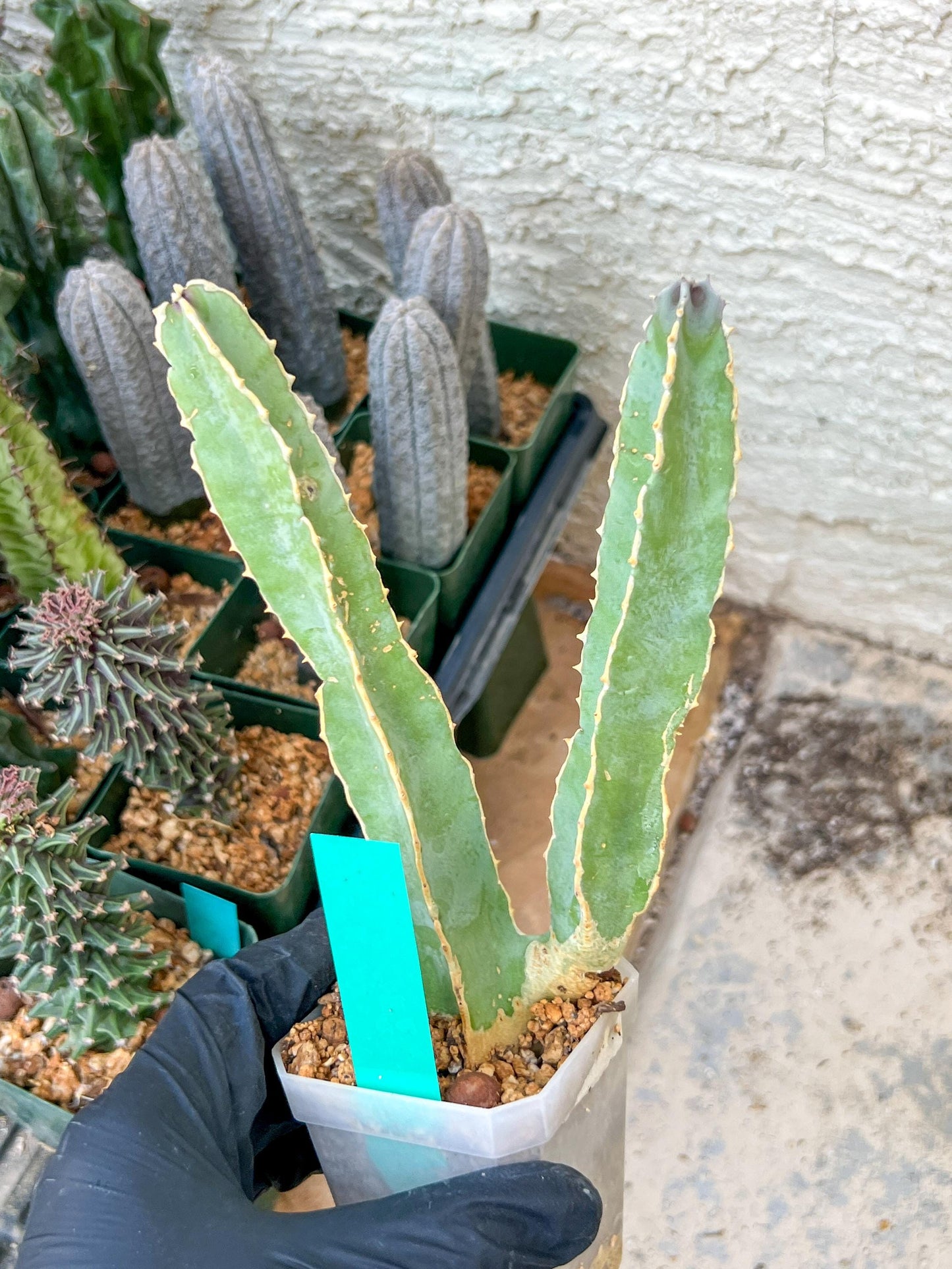 Ammak 'Green' | Rare Imported Plants | 2.5" Pot