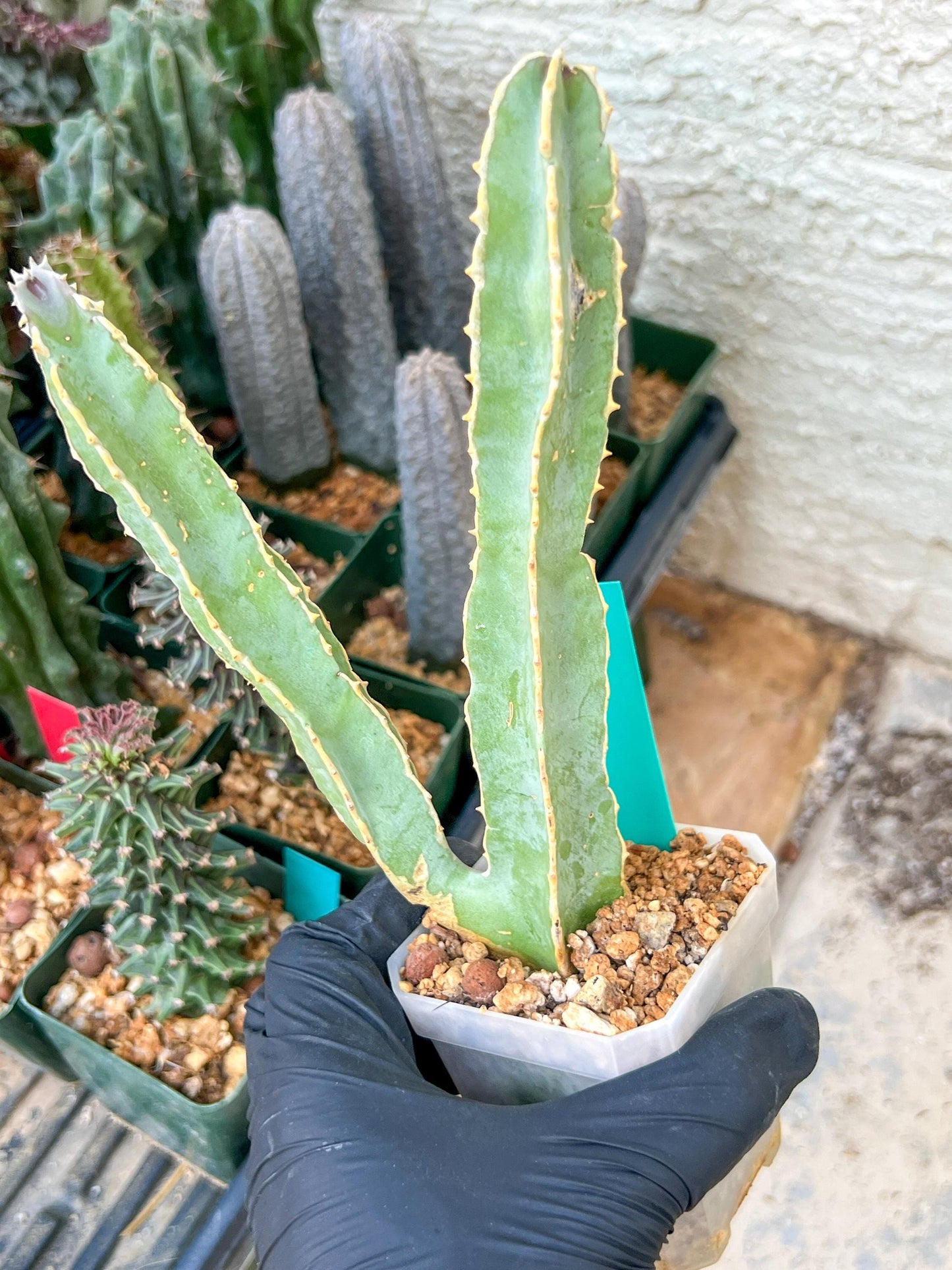 Ammak 'Green' | Rare Imported Plants | 2.5" Pot