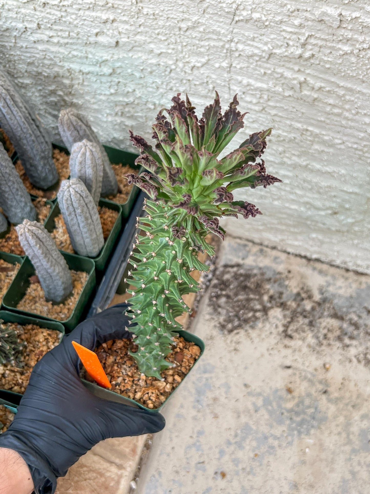 Monadenium Guentheri (2.0) | Imported Cactus | Rare Succulent
