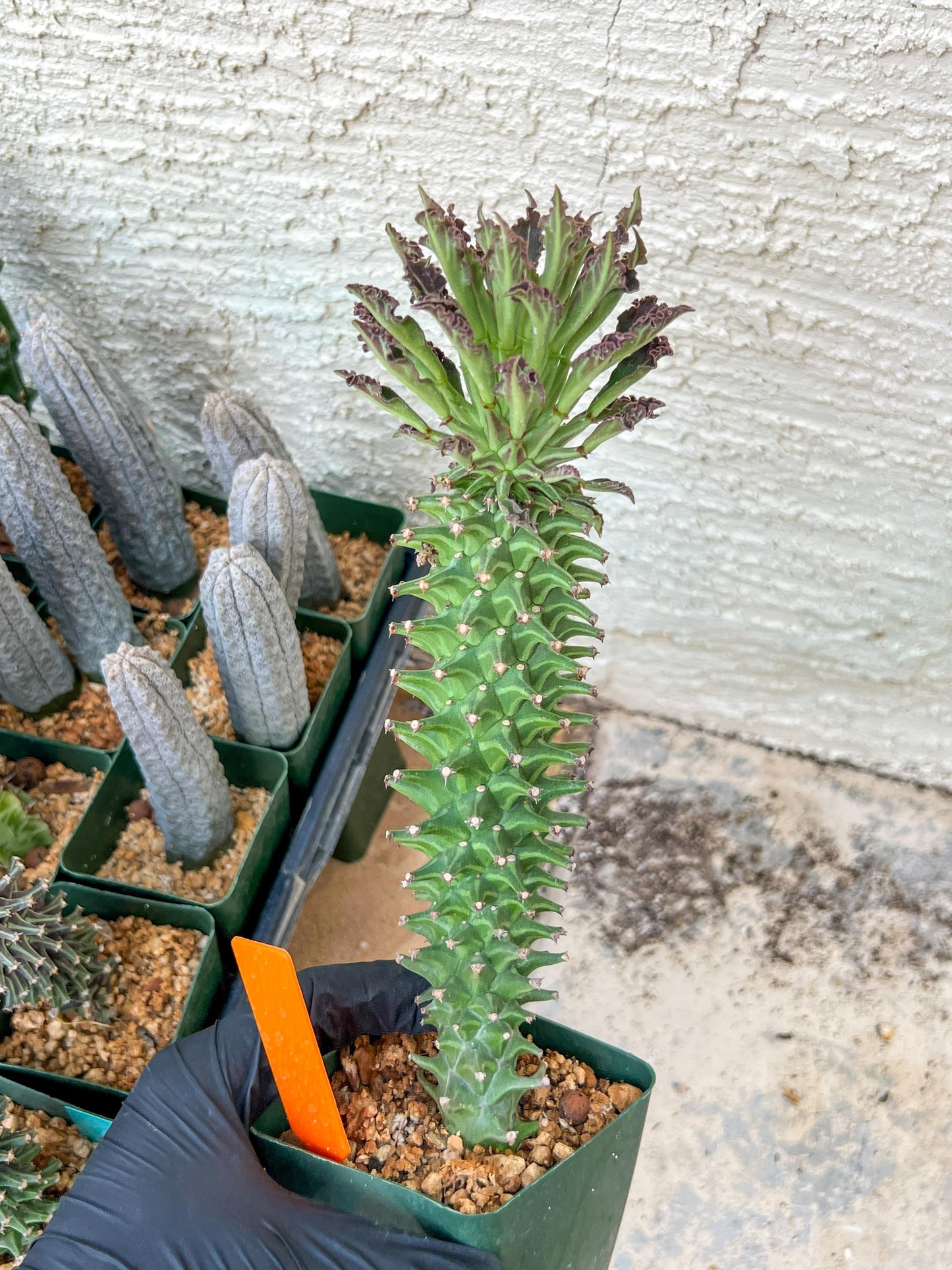 Monadenium Guentheri (2.0) | Imported Cactus | Rare Succulent