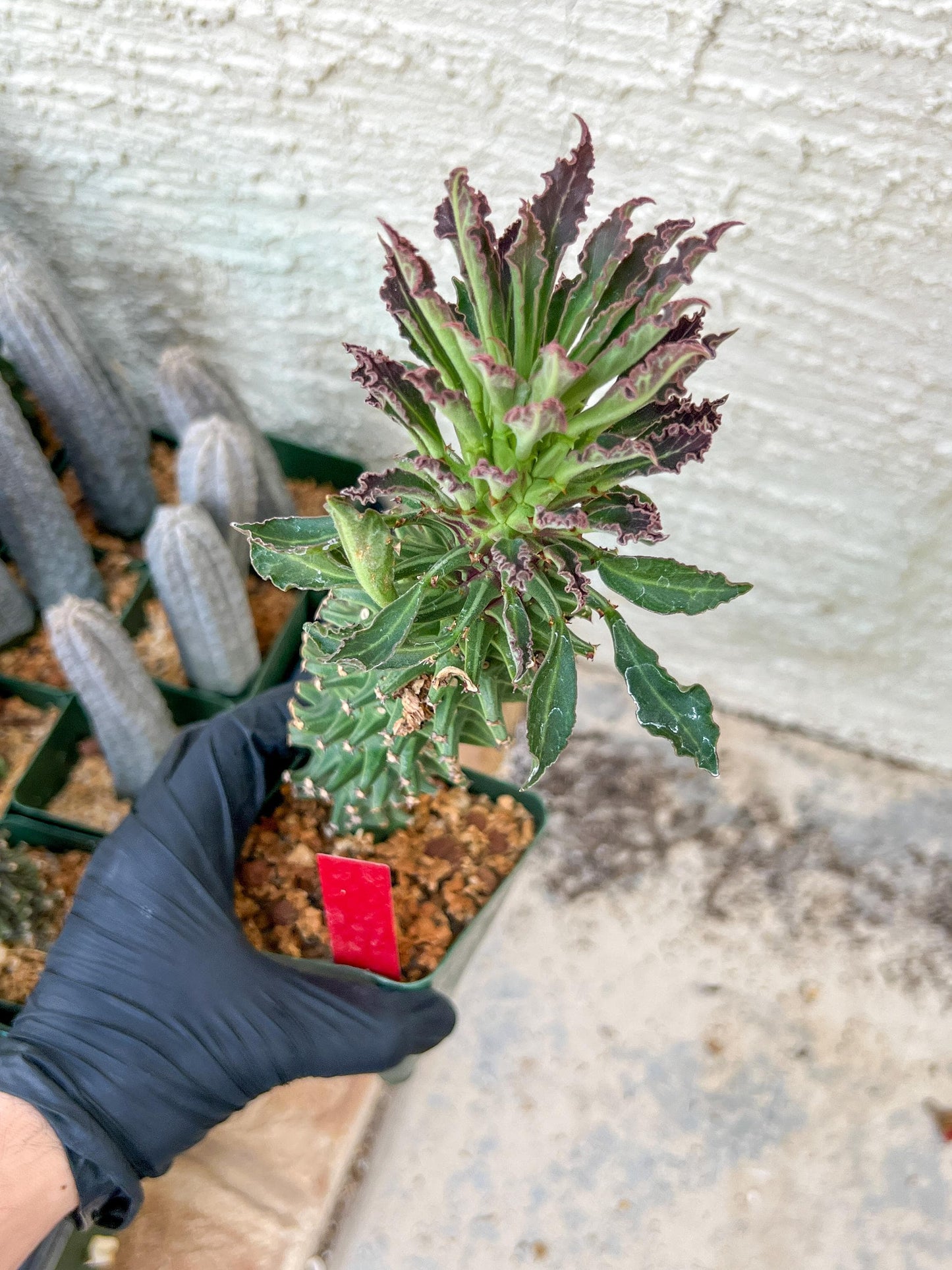 Monadenium Guentheri (2.0) | Imported Cactus | Rare Succulent