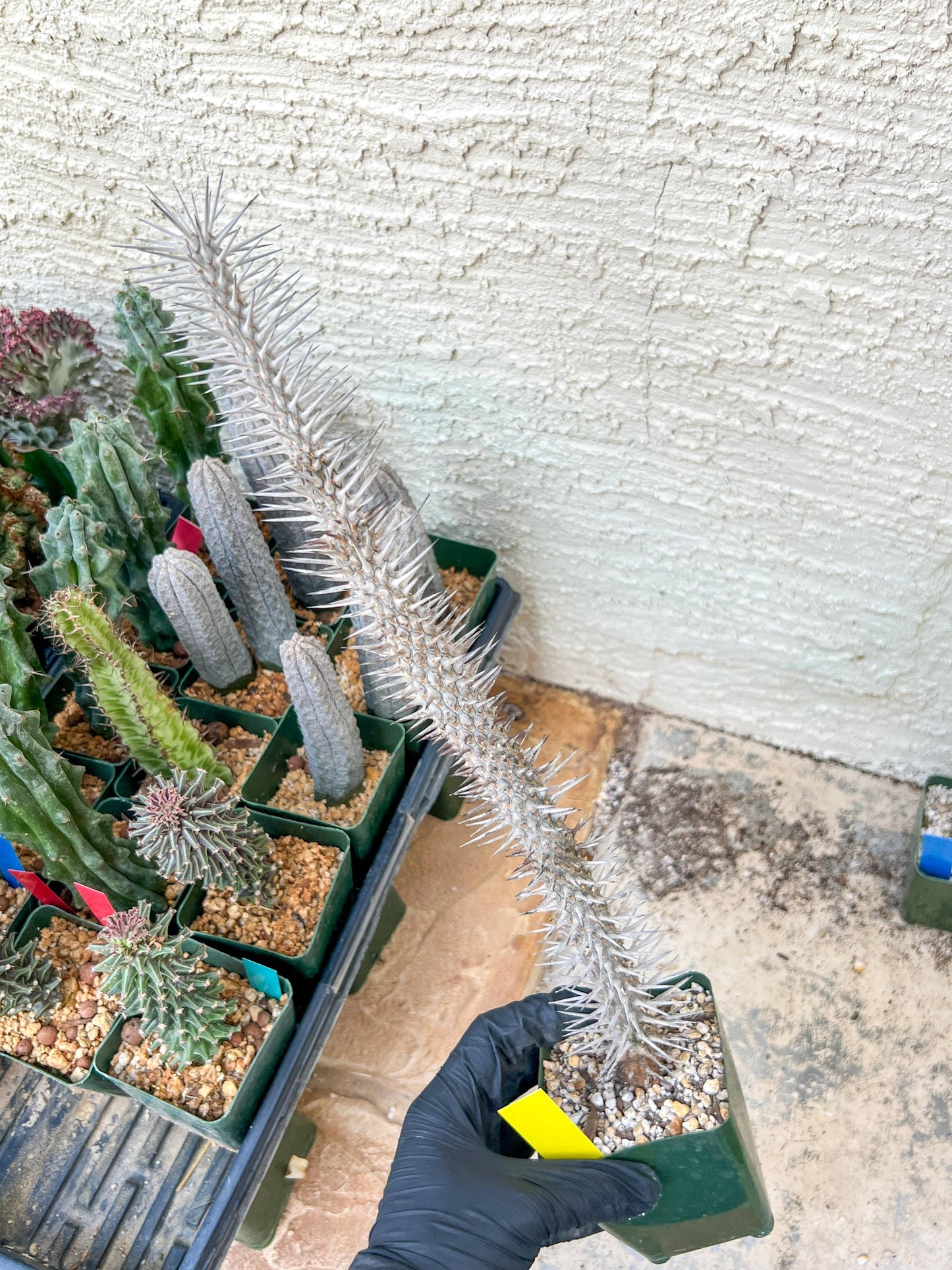 Madagascar ocotillo Alluaudia procera (G1) | Rare Imported