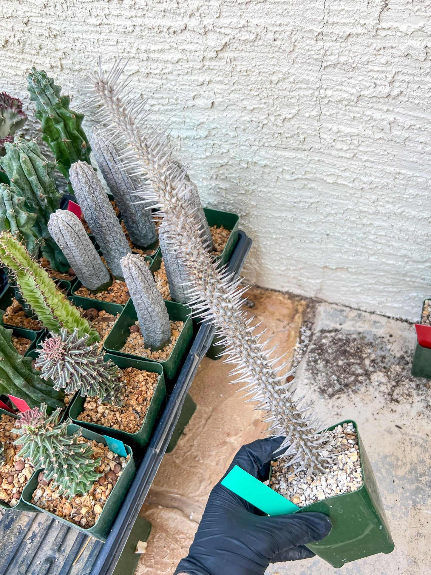 Madagascar ocotillo Alluaudia procera (G2) | Rare Imported