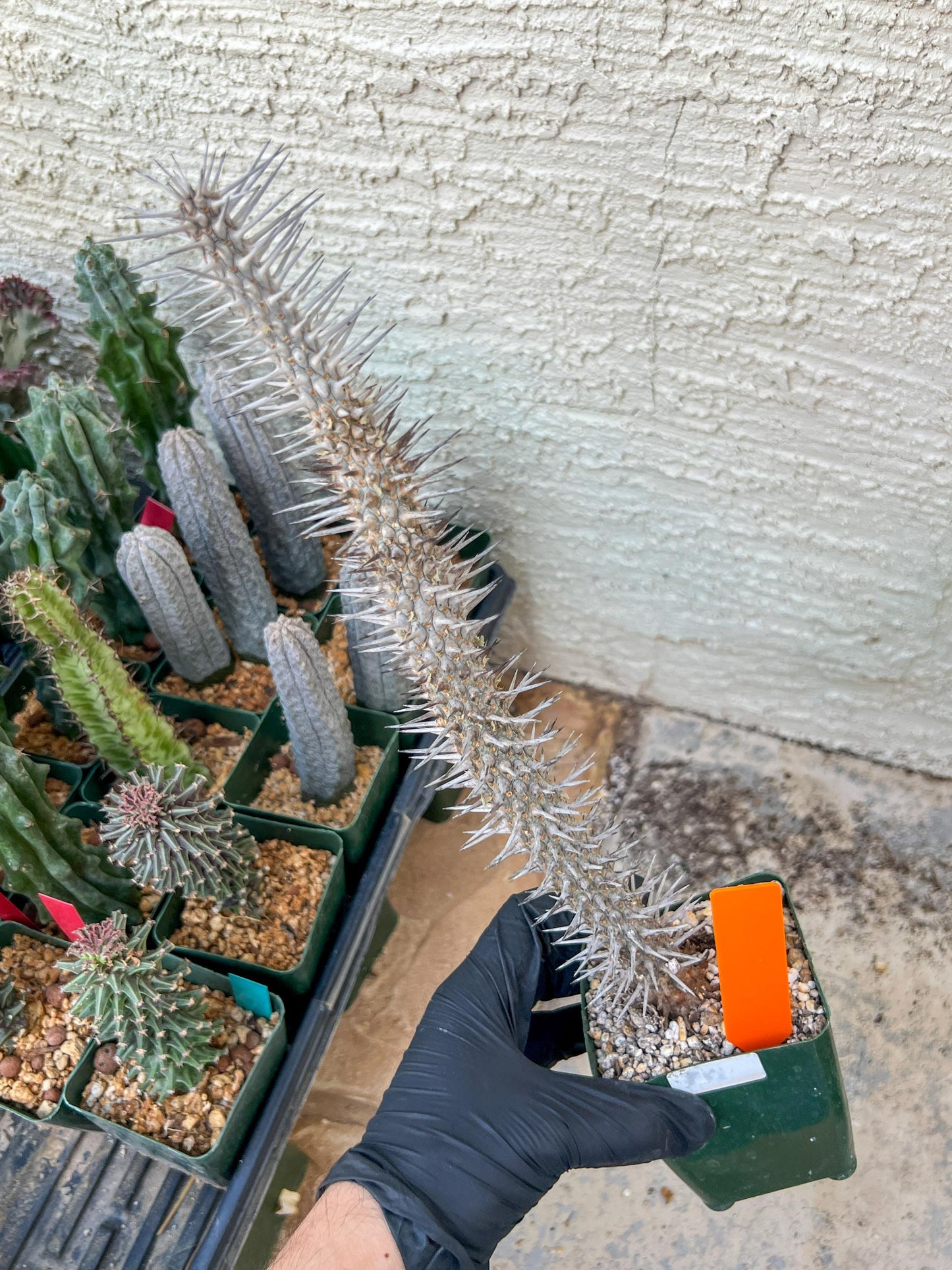 Madagascar ocotillo Alluaudia procera (G2) | Rare Imported