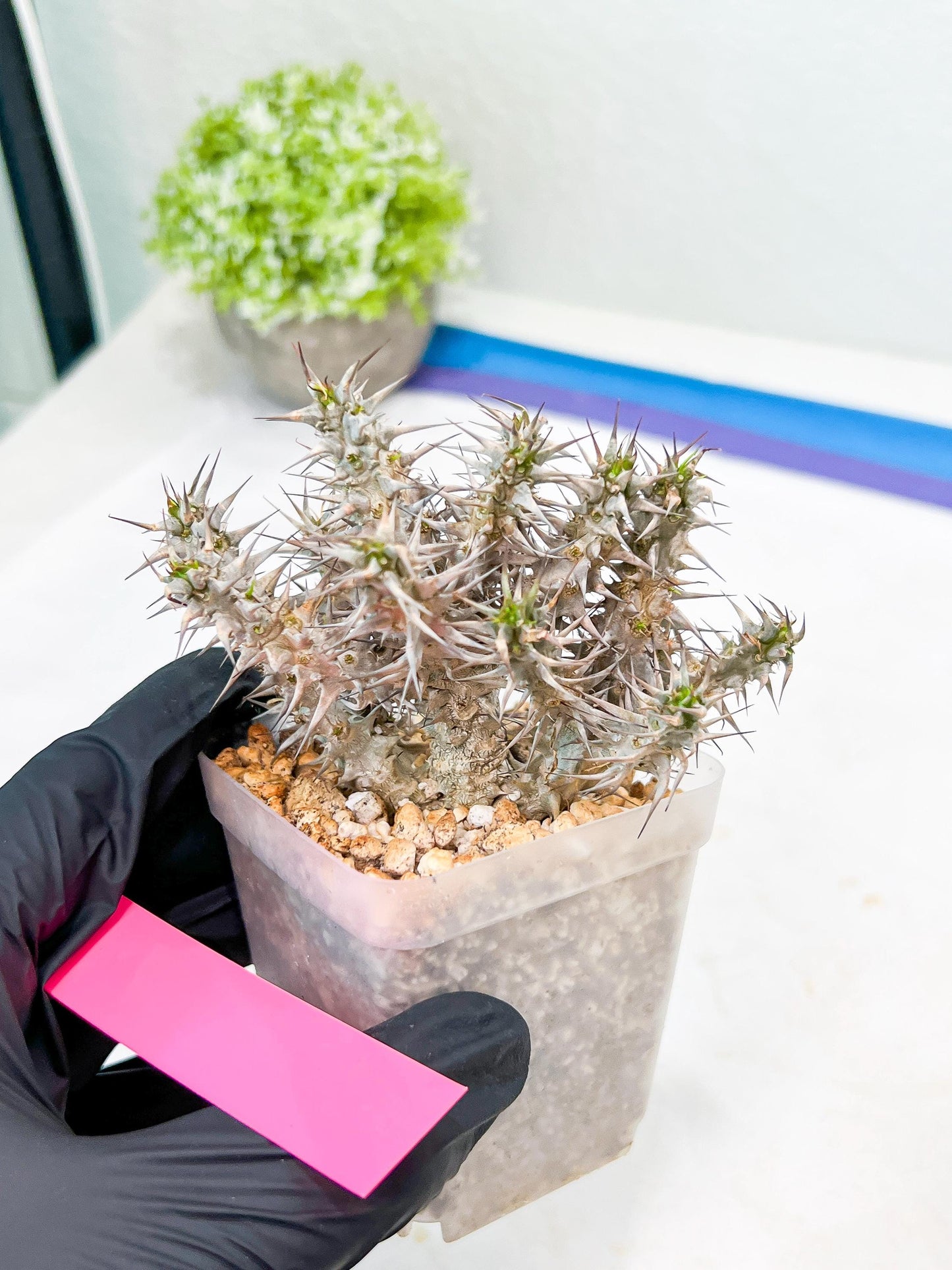 Euphorb Genoudiana (P-Y) | imported Plants