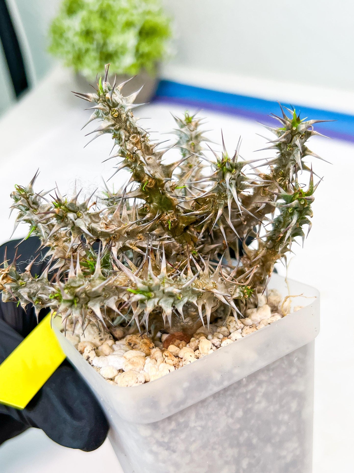 Euphorb Genoudiana (P-Y) | imported Plants