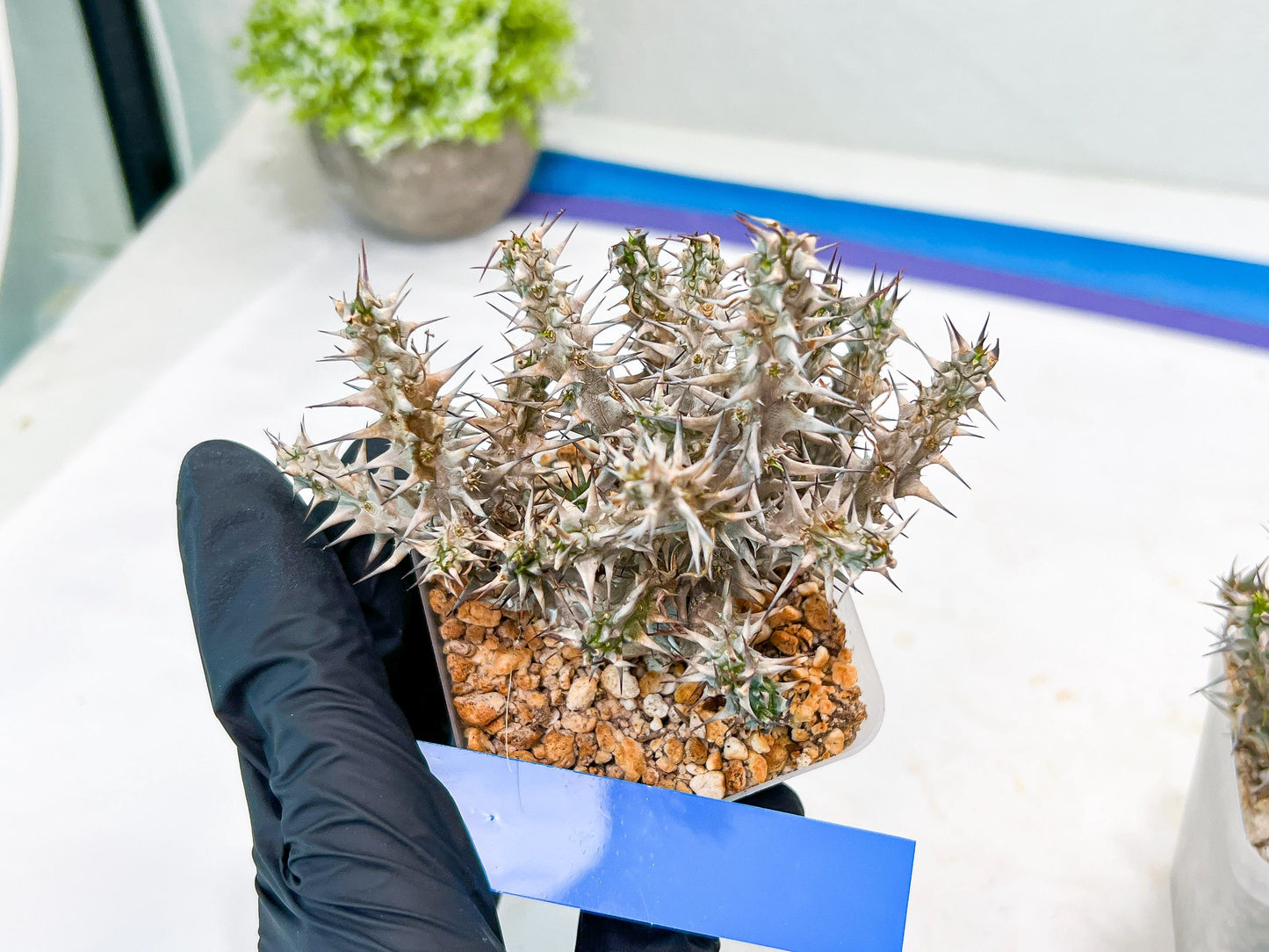 Euphorb Genoudiana (B-G) | imported Plants
