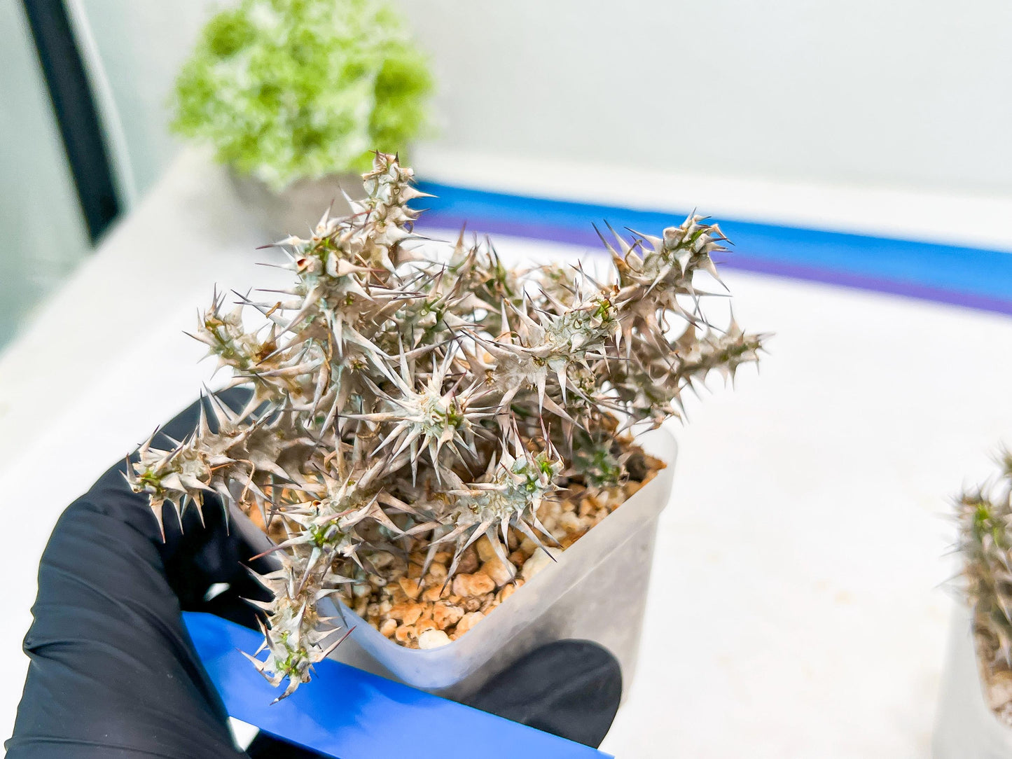Euphorb Genoudiana (B-G) | imported Plants