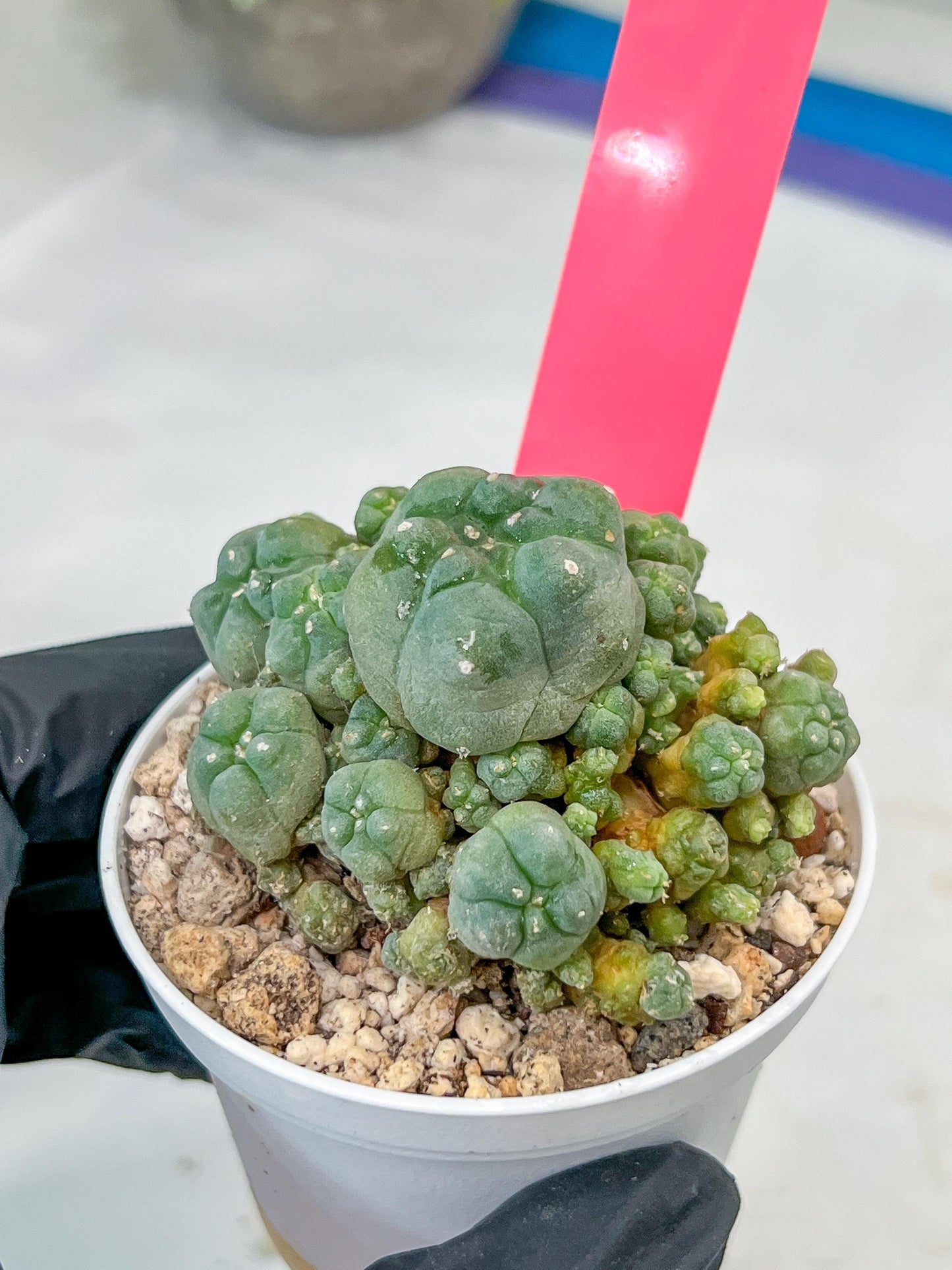 Spineless cactus Cluster (P-Y-B) | imported Plants