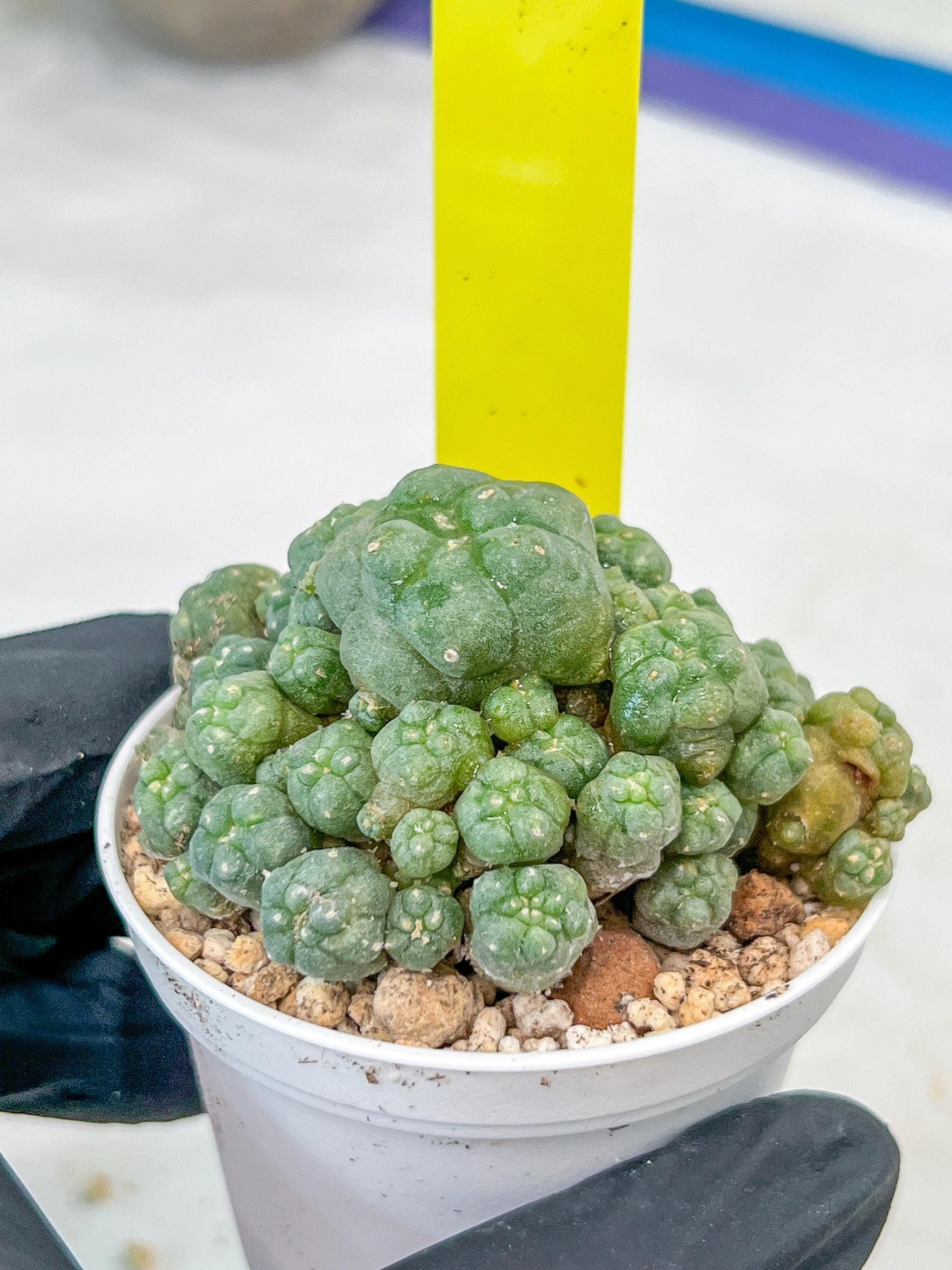 Spineless cactus Cluster (P-Y-B) | imported Plants