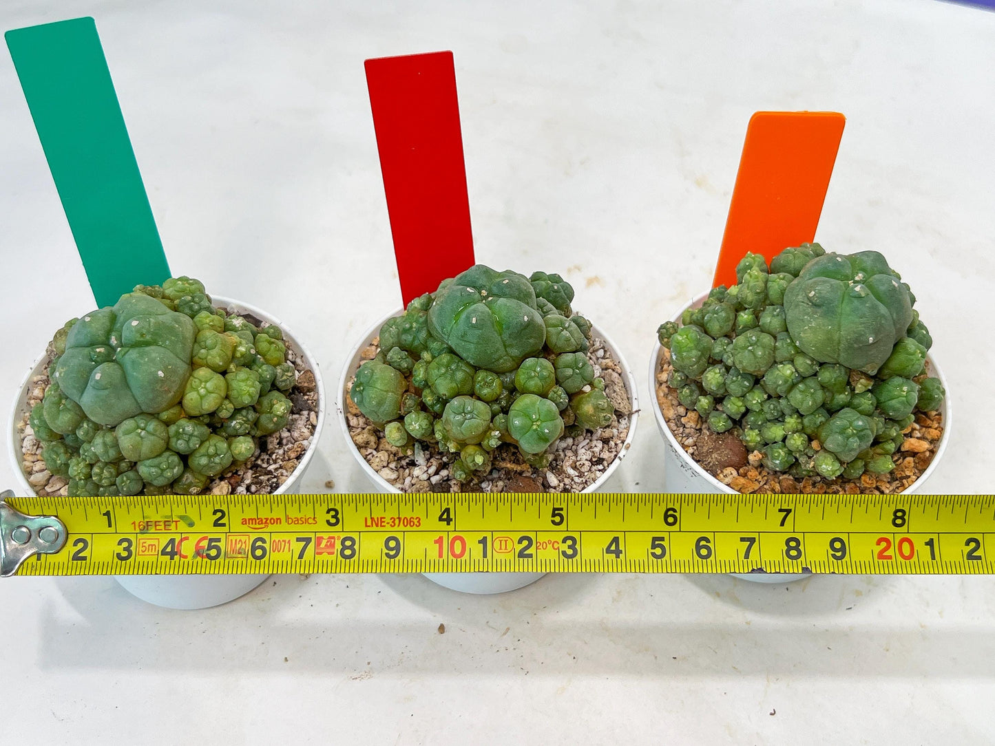 Spineless cactus Cluster (G-R-O) | imported Plants