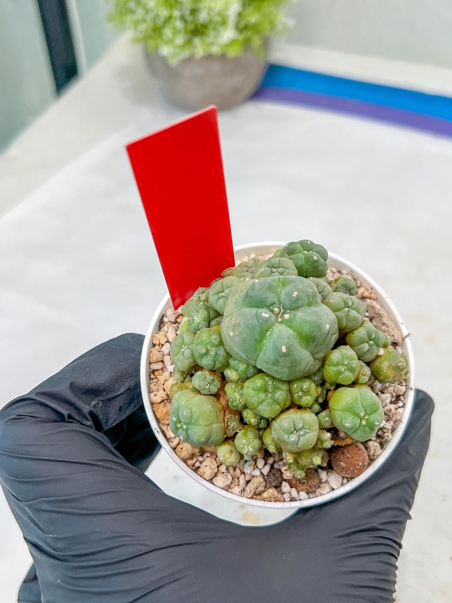 Spineless cactus Cluster (G-R-O) | imported Plants