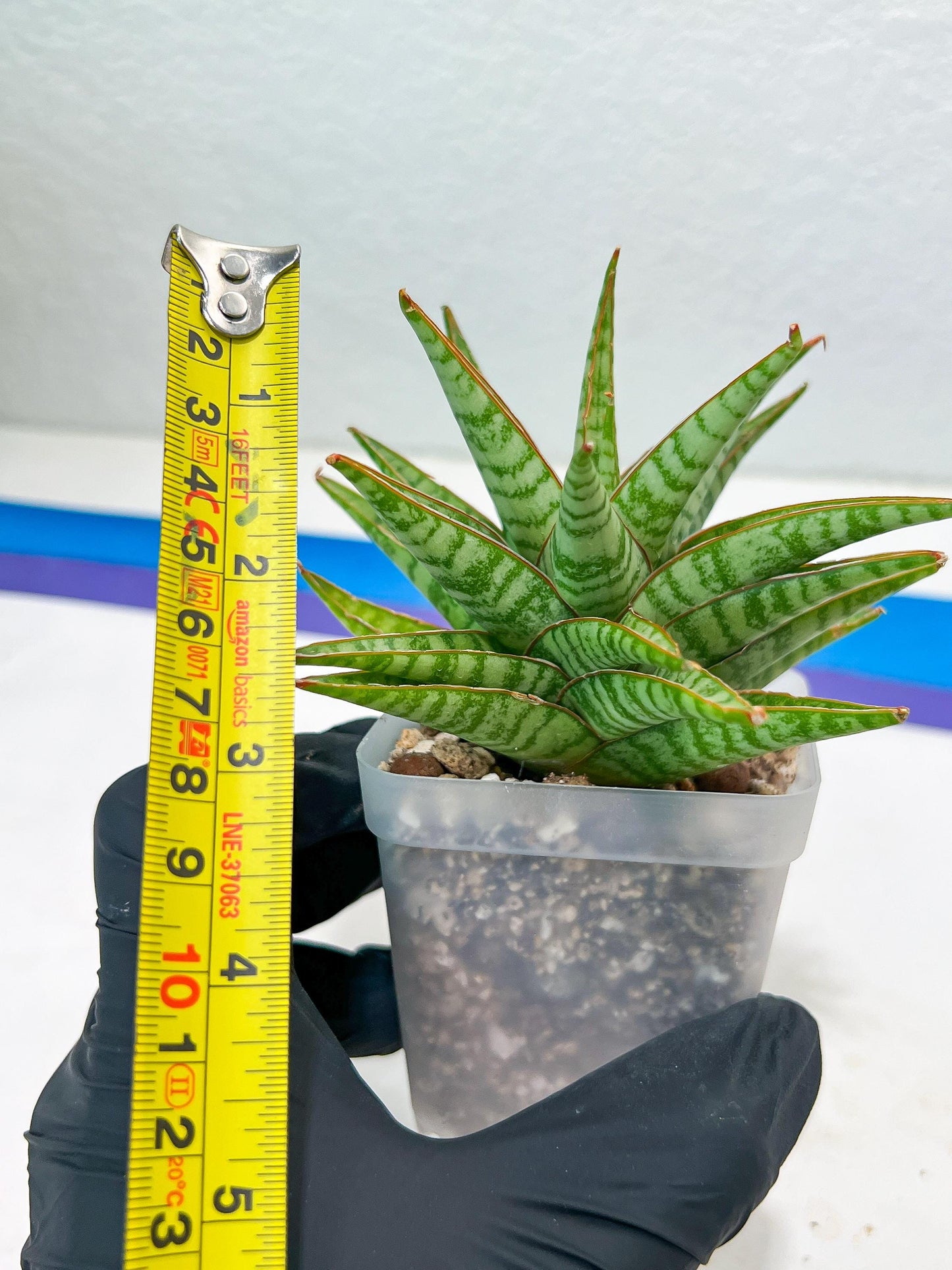 Sansevieria Dolphin (#Ba15) | Parent Plant (Cordova x Downsi ) X Bella Silver)