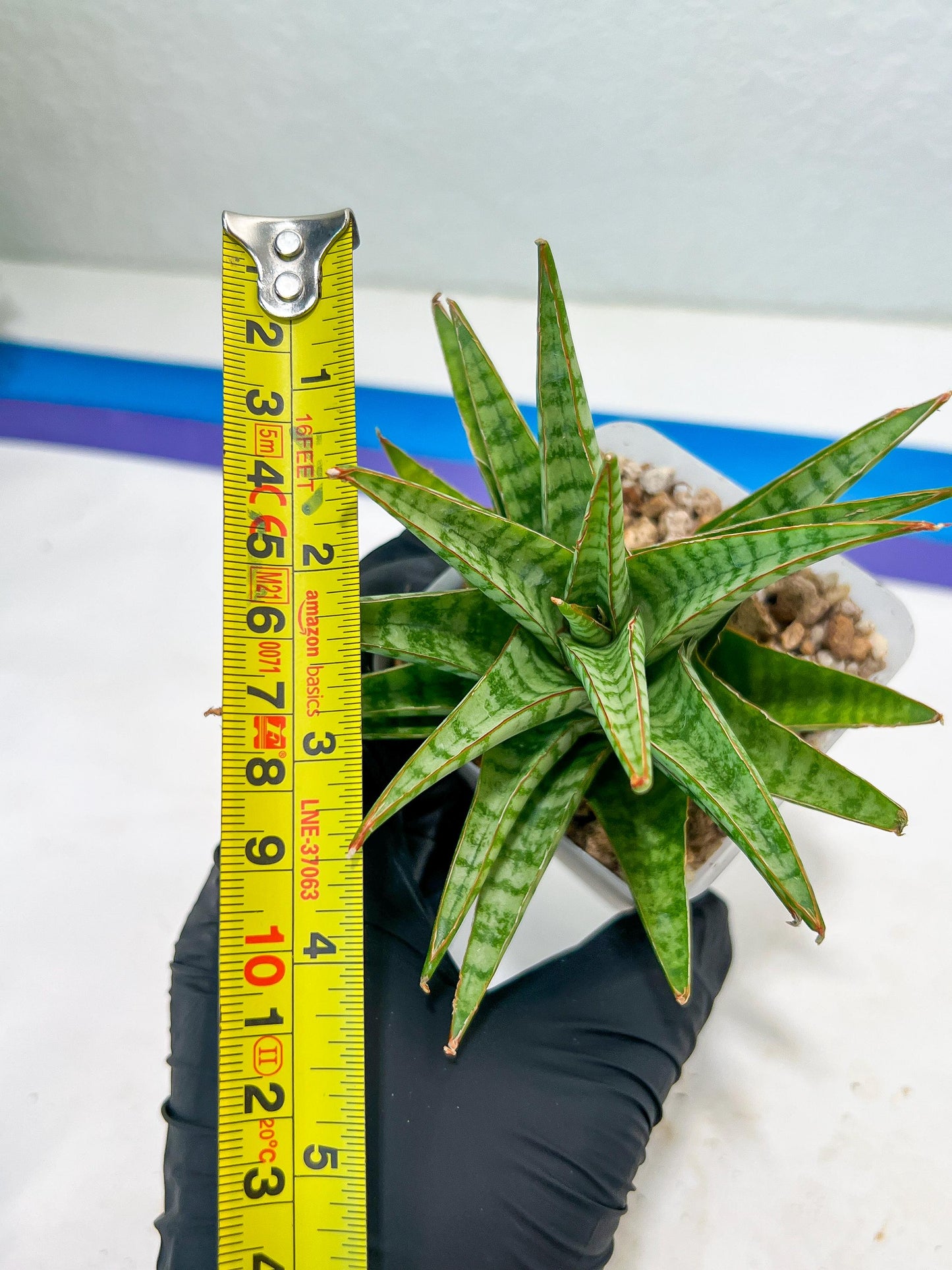 Sansevieria Dolphin (#Ba15) | Parent Plant (Cordova x Downsi ) X Bella Silver)