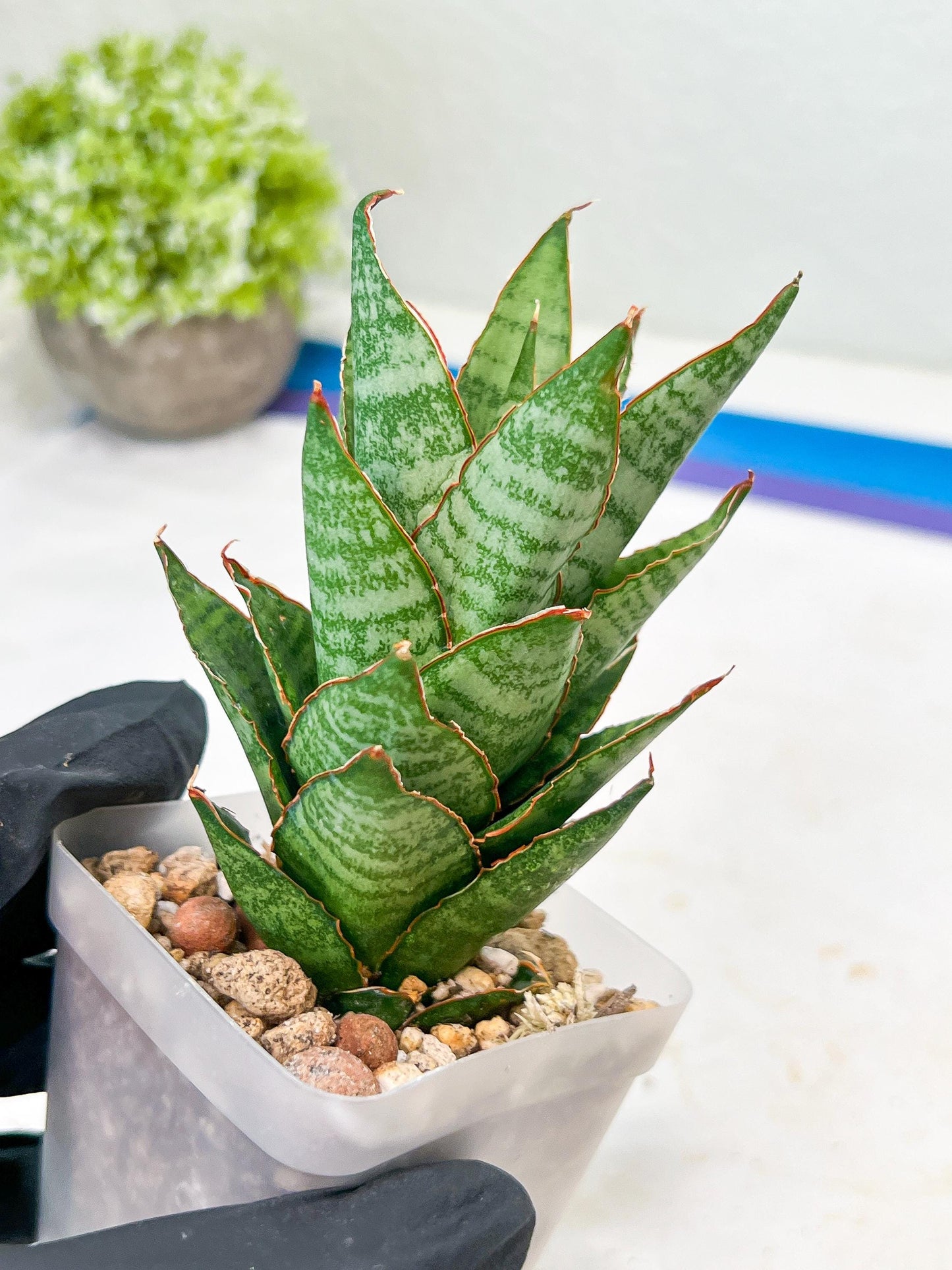 Sansevieria Cordova x Moonshine (#Ba12) | Imported Plants