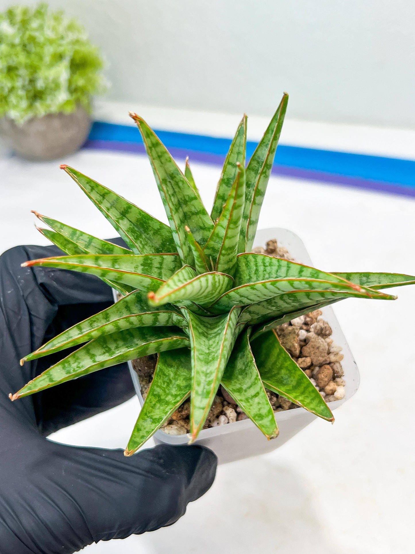 Sansevieria Dolphin (#Ba15) | Parent Plant (Cordova x Downsi ) X Bella Silver)
