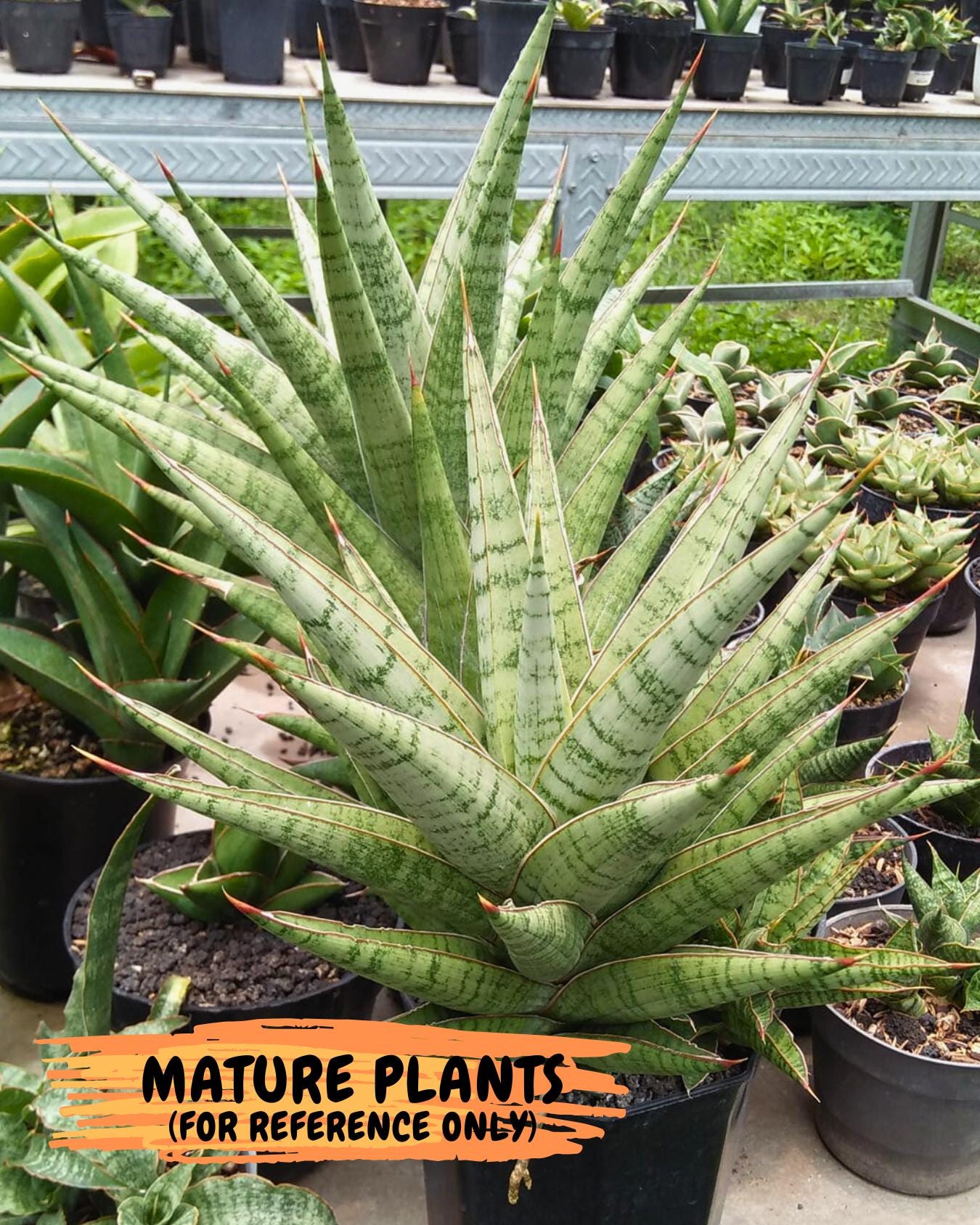 Sansevieria Dolphin (#Ba15) | Parent Plant (Cordova x Downsi ) X Bella Silver)