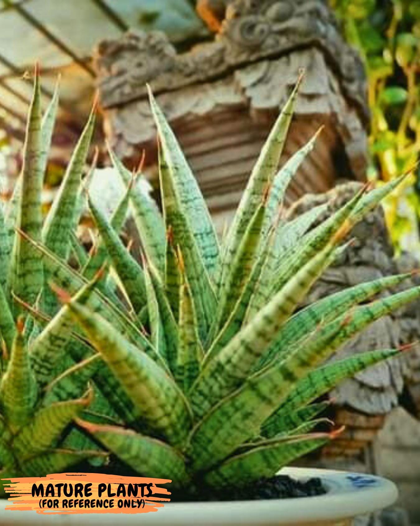 Sansevieria Dolphin (#Ba15) | Parent Plant (Cordova x Downsi ) X Bella Silver)