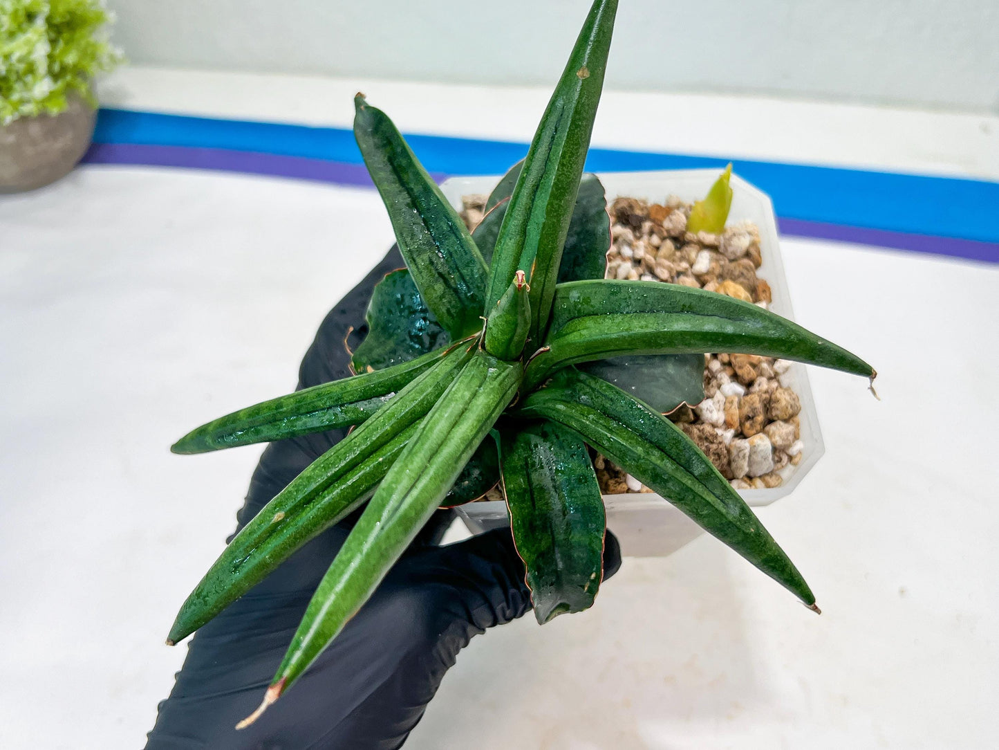 Sansevieria AlboPilosa (#Ba2) | Imported Plants