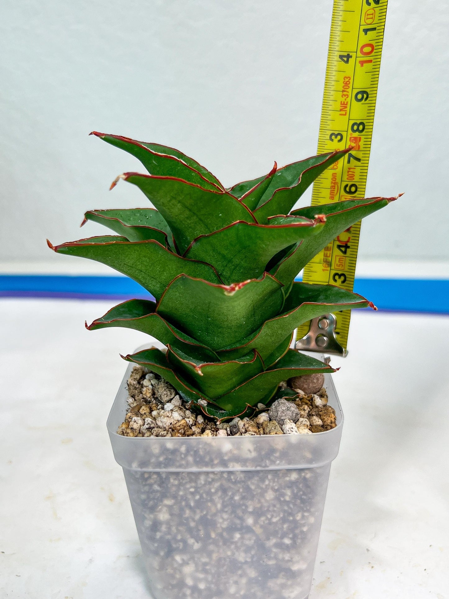 Sansevieria Ghea (#Ba18) | Imported Plants
