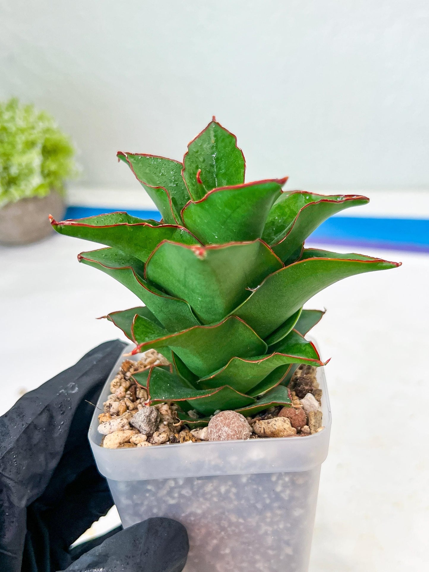 Sansevieria Ghea (#Ba18) | Imported Plants