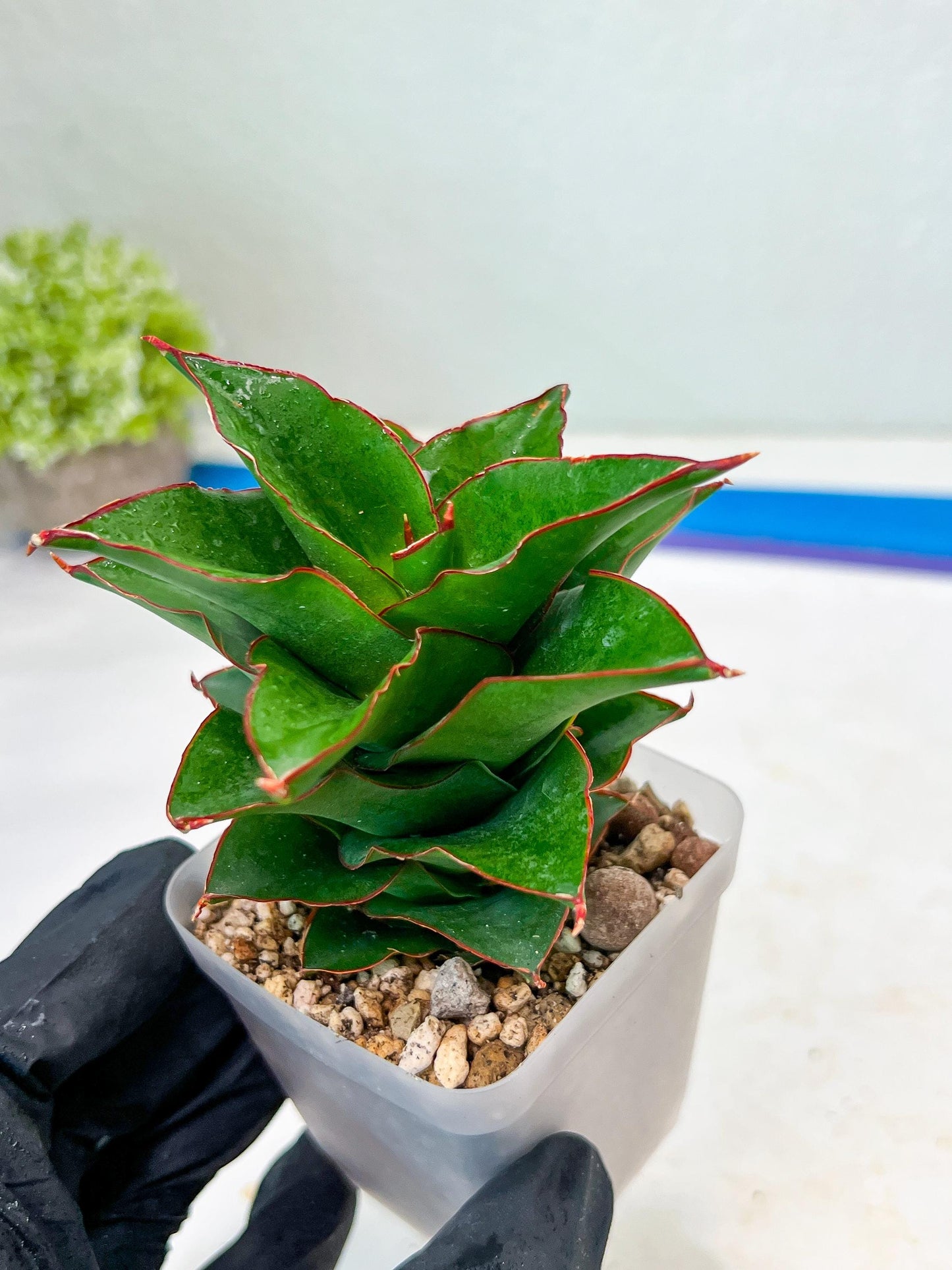 Sansevieria Ghea (#Ba18) | Imported Plants