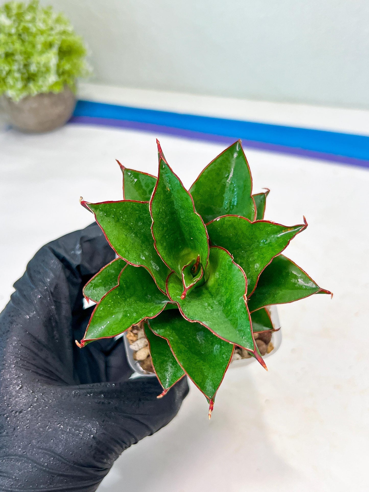 Sansevieria Ghea (#Ba18) | Imported Plants