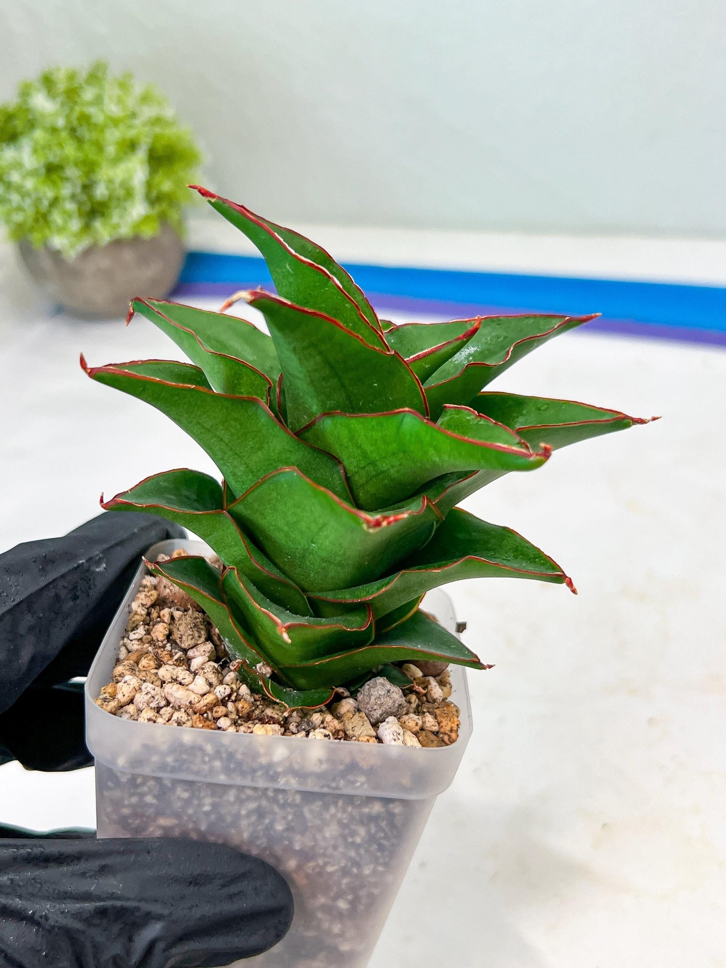 Sansevieria Ghea (#Ba18) | Imported Plants