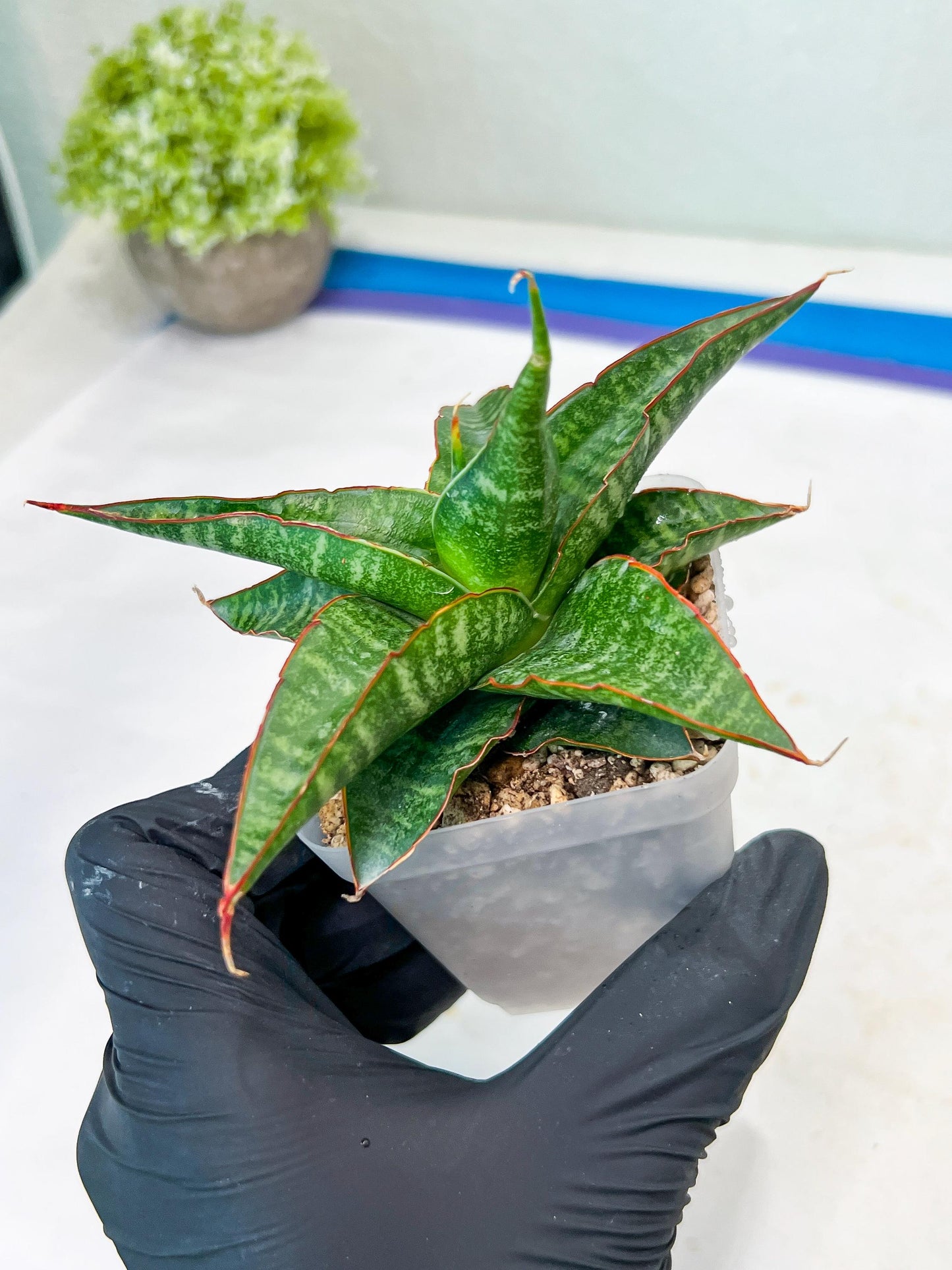 Sansevieria Gombloh (#Ba21) | Imported Plants | Rare Hybrid Species