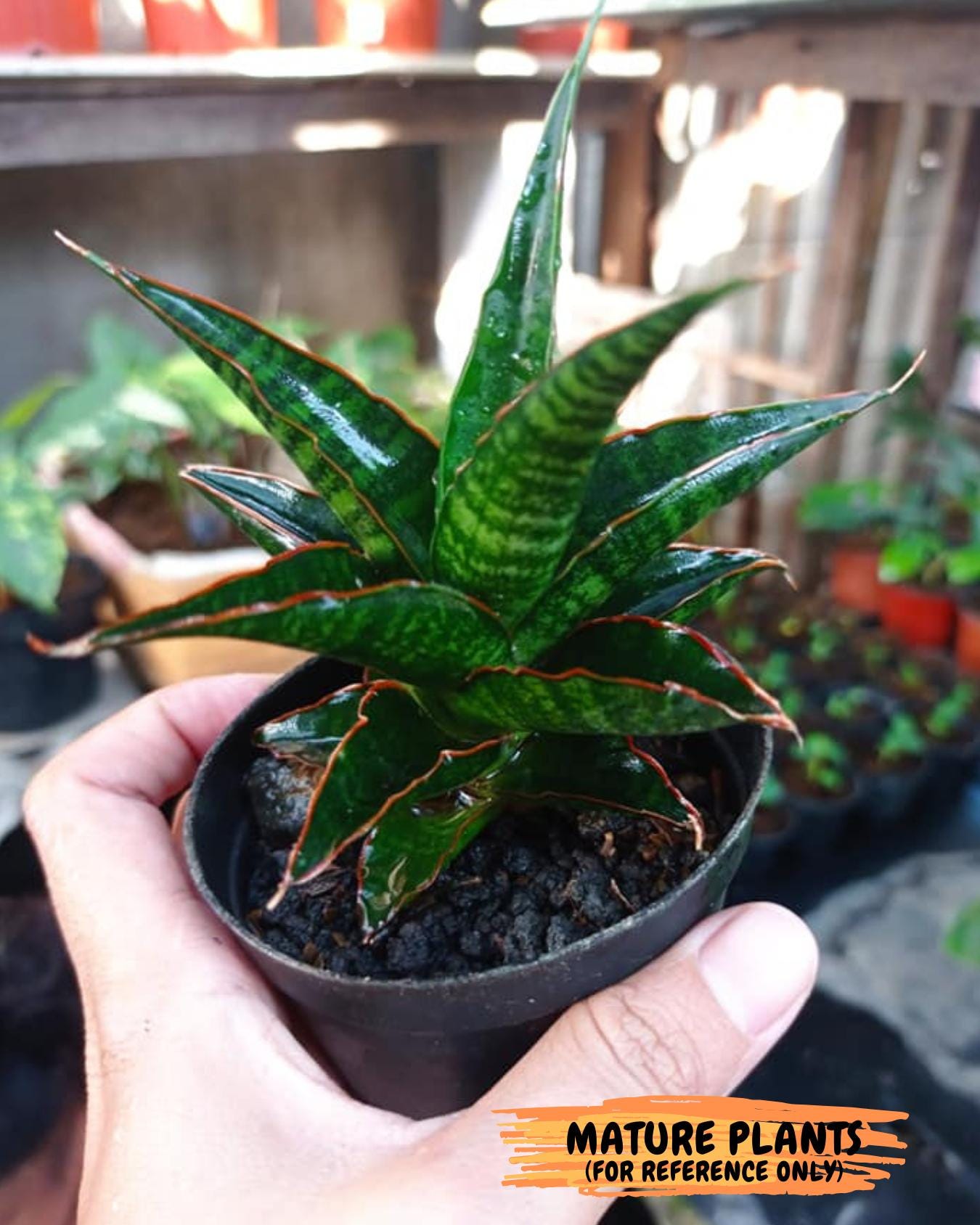 Sansevieria Gombloh (ba3) (12) | Rare Hybrid Plant