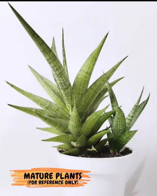 Sansevieria Irish Bella (#Ba22) | Imported Plants | Rare Hybrid Species