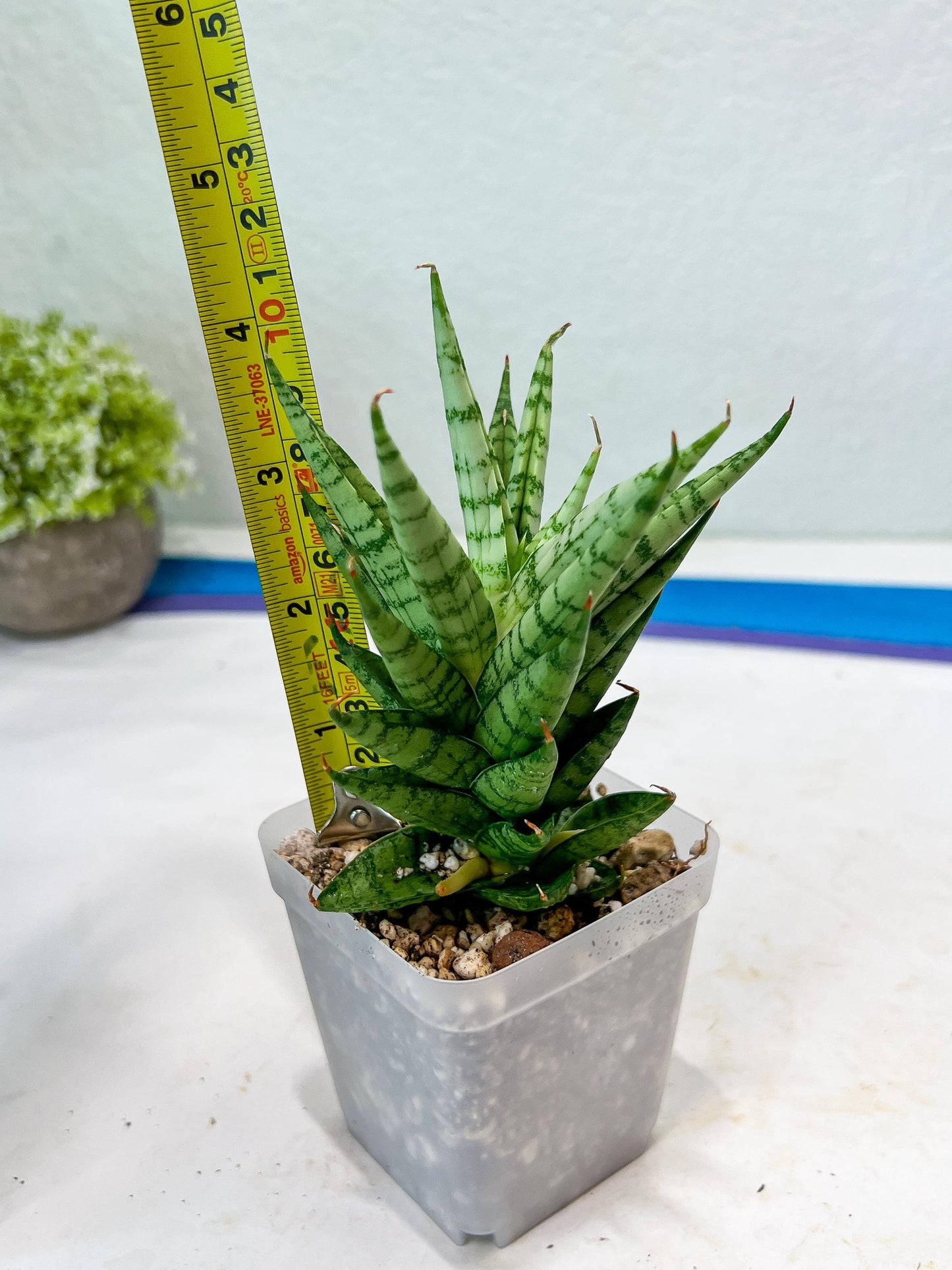 Sansevieria Tesya (#Ba12) | Imported Plants