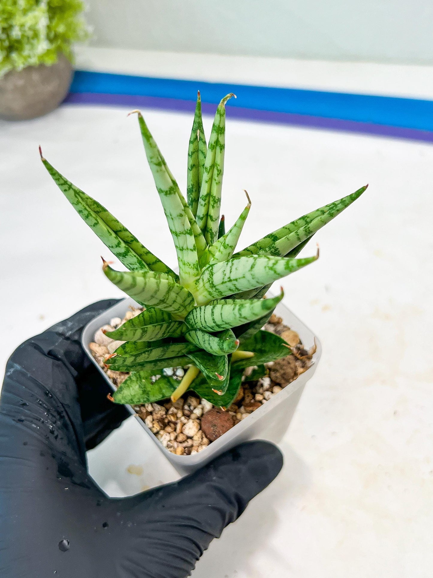 Sansevieria Tesya (#Ba12) | Imported Plants
