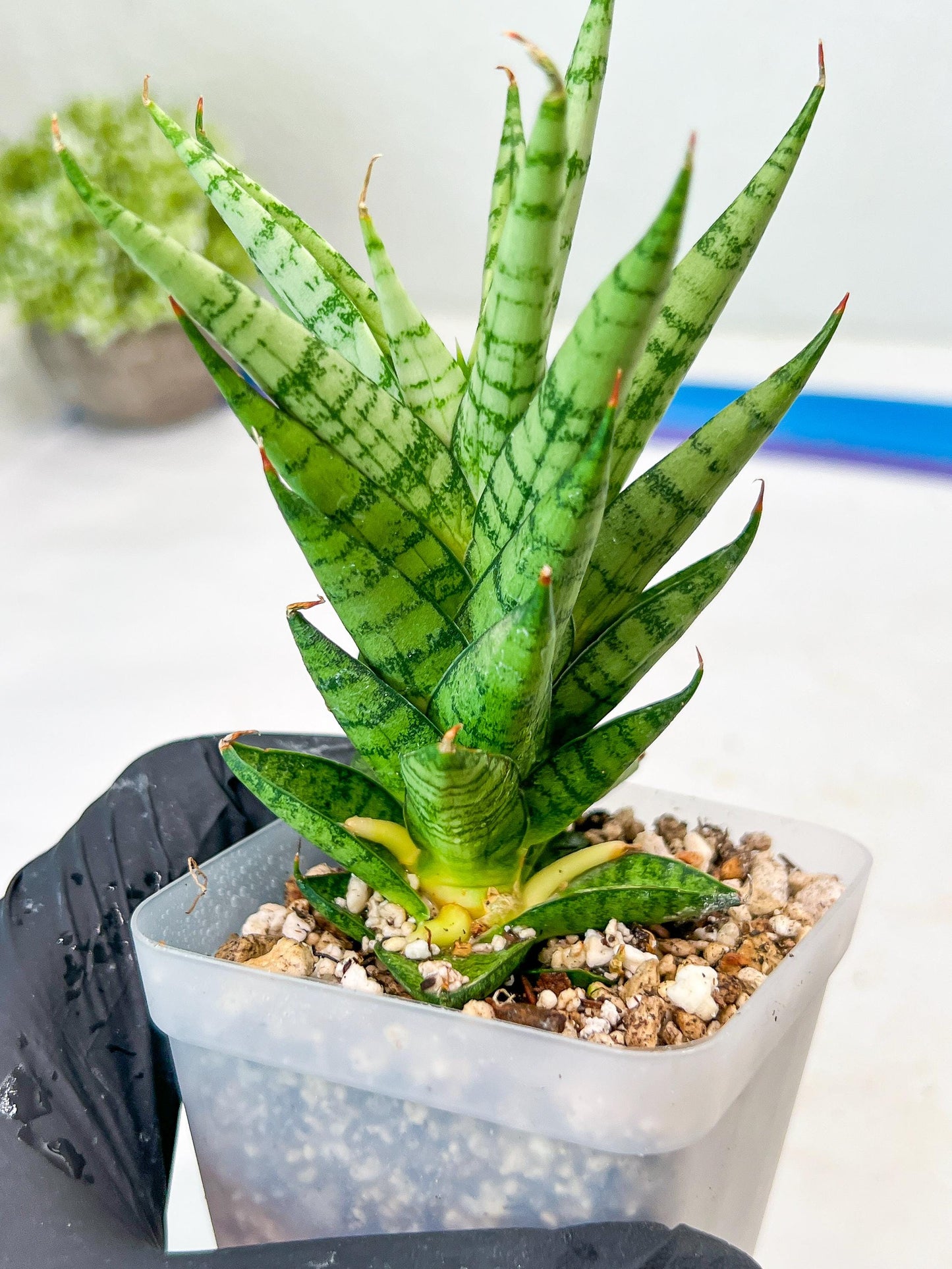 Sansevieria Tesya (#Ba12) | Imported Plants