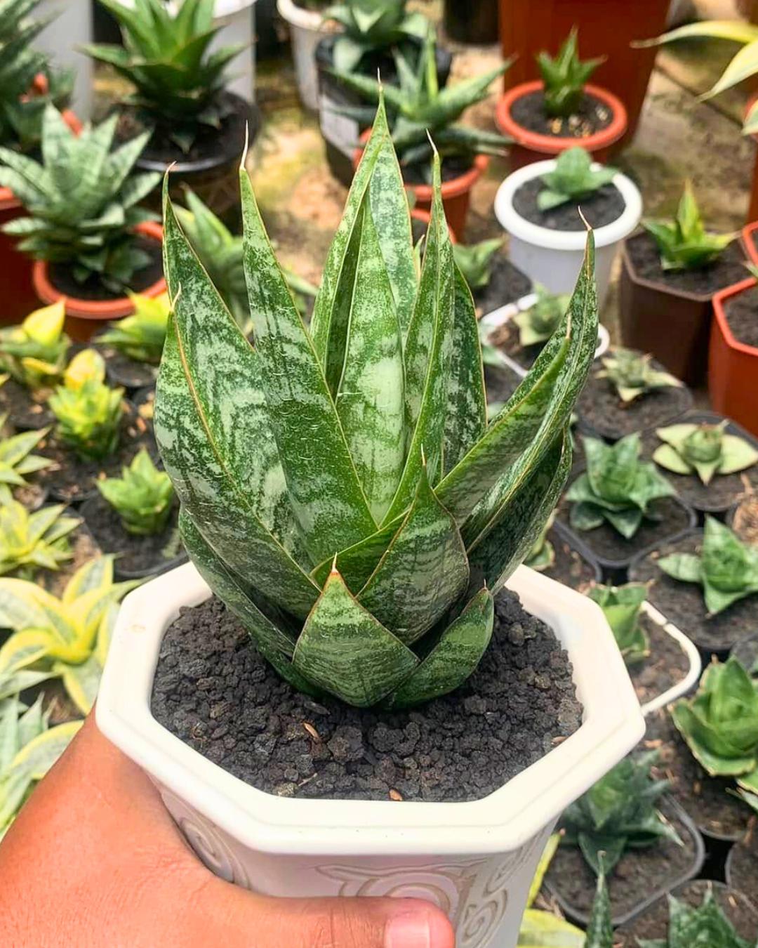 Sansevieria Jotun (ba2) (16) | Imported Plants
